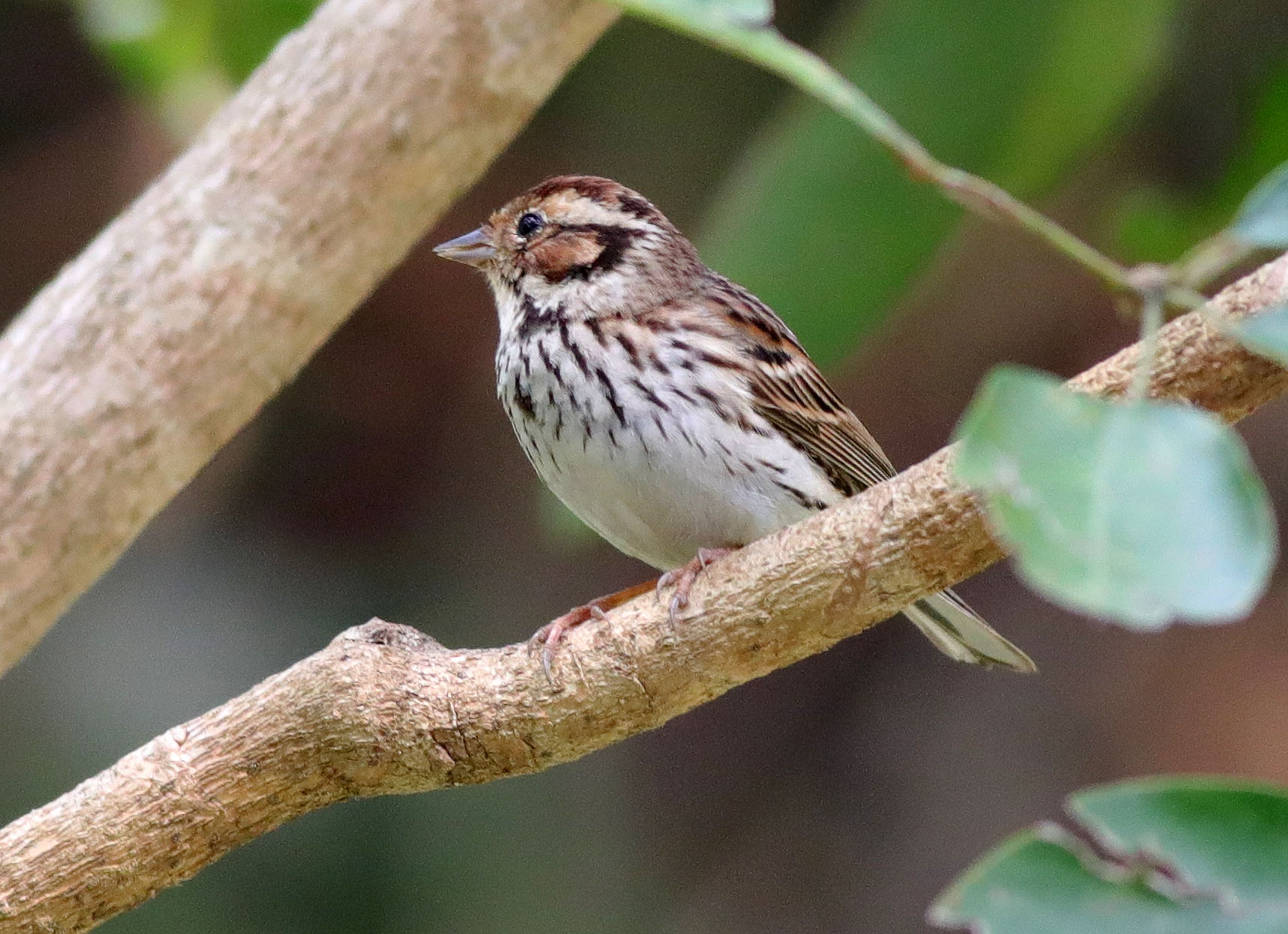 Little Bunting 6.JPG