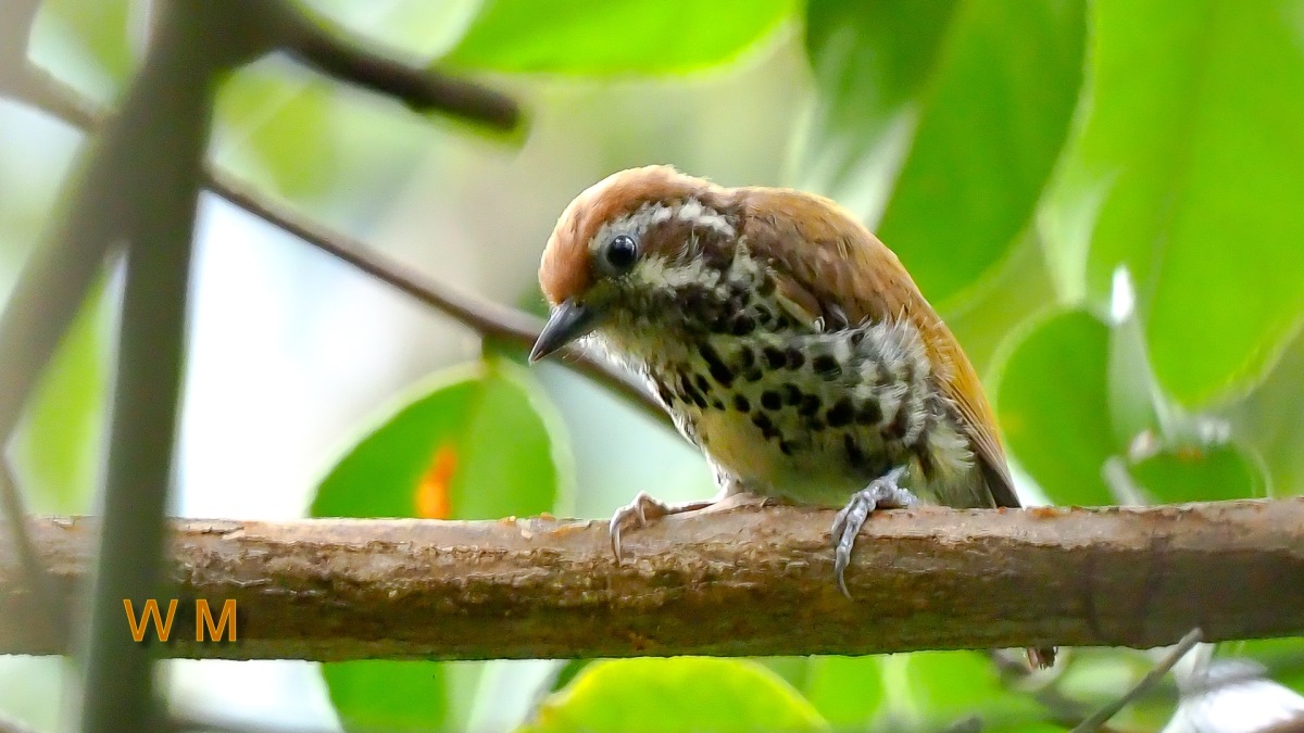 SpeckledPiculet1.jpg