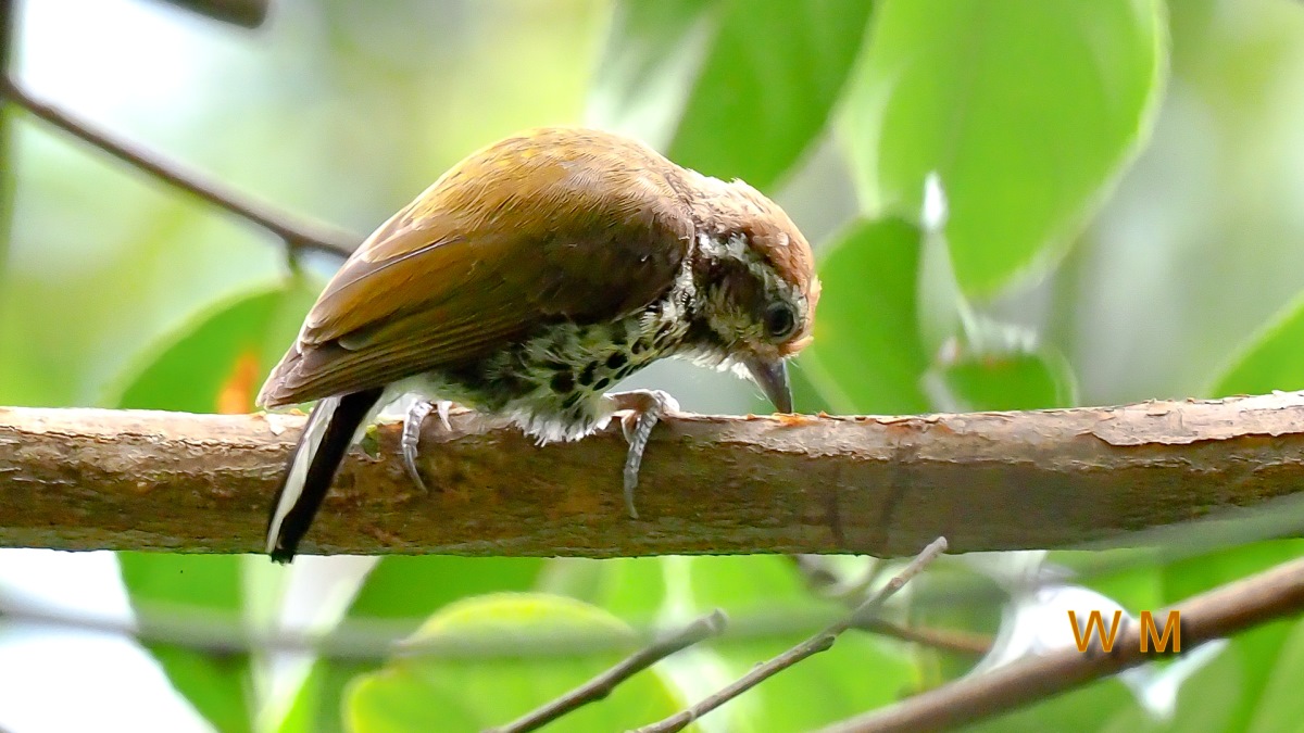 SpeckledPiculet2.jpg