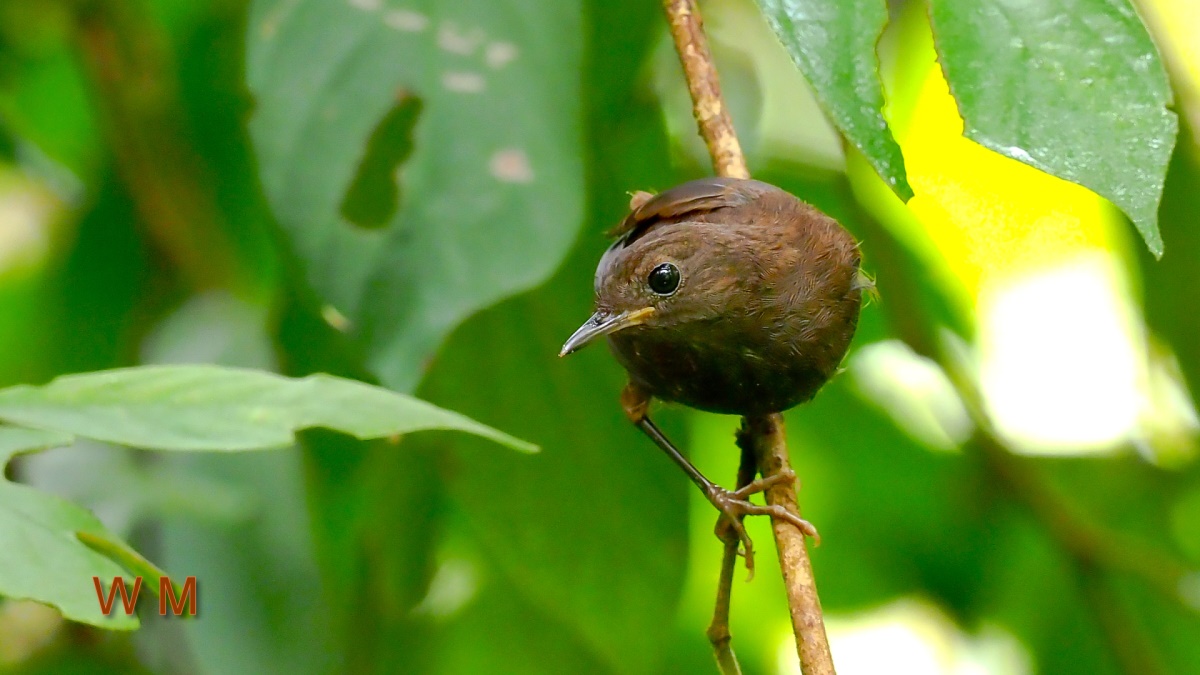 PygmyWrenBabbler2.jpg