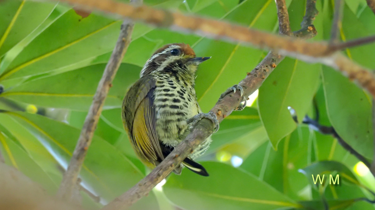 SpeckledPiculet.jpg