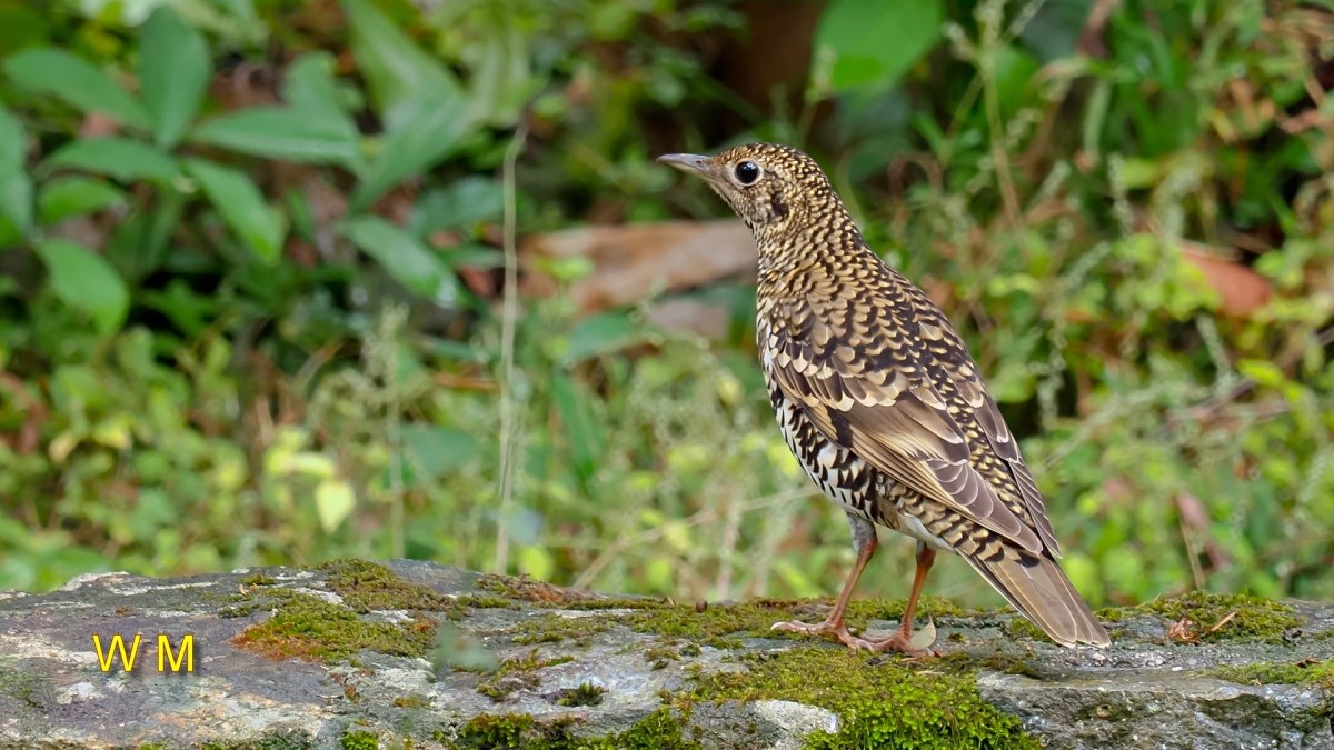 ScalyThrush3.jpg