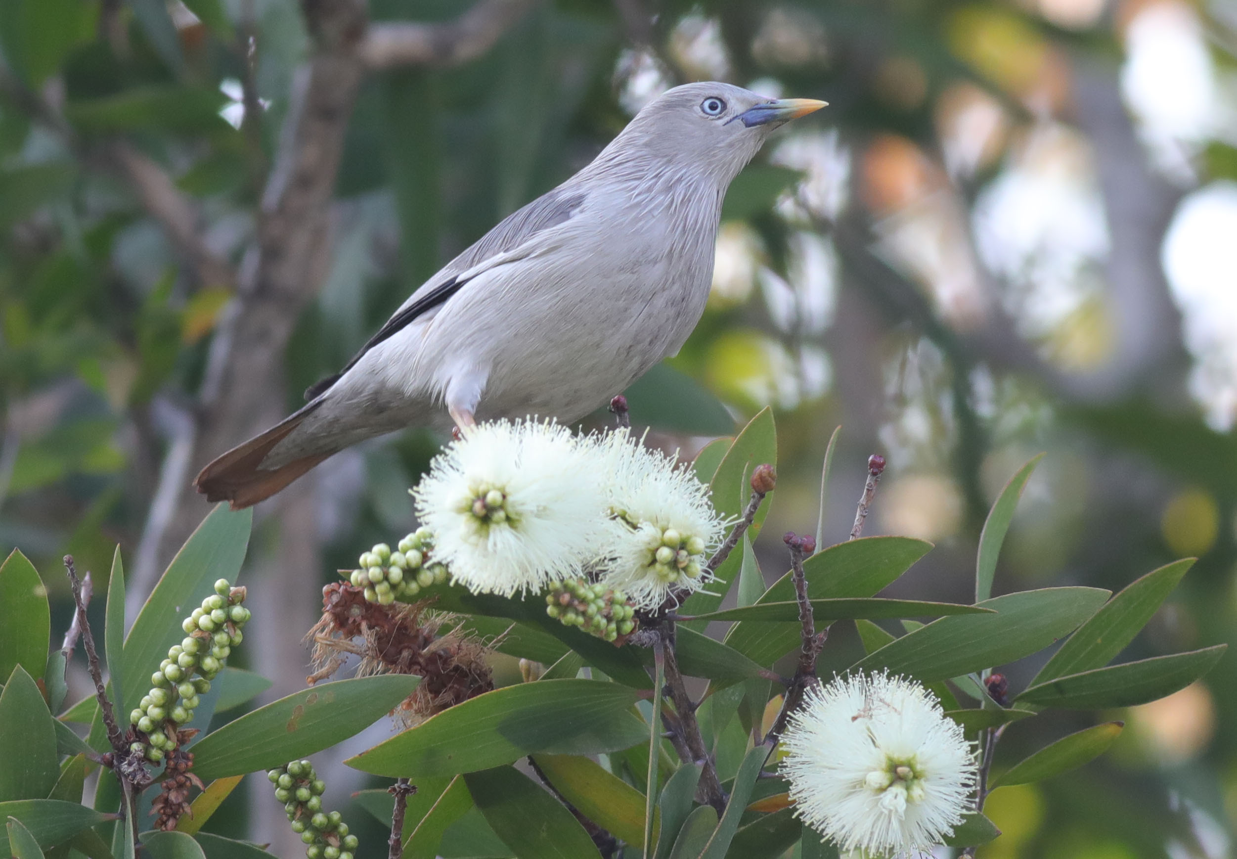 Chestnut-tailed Starling 30.JPG