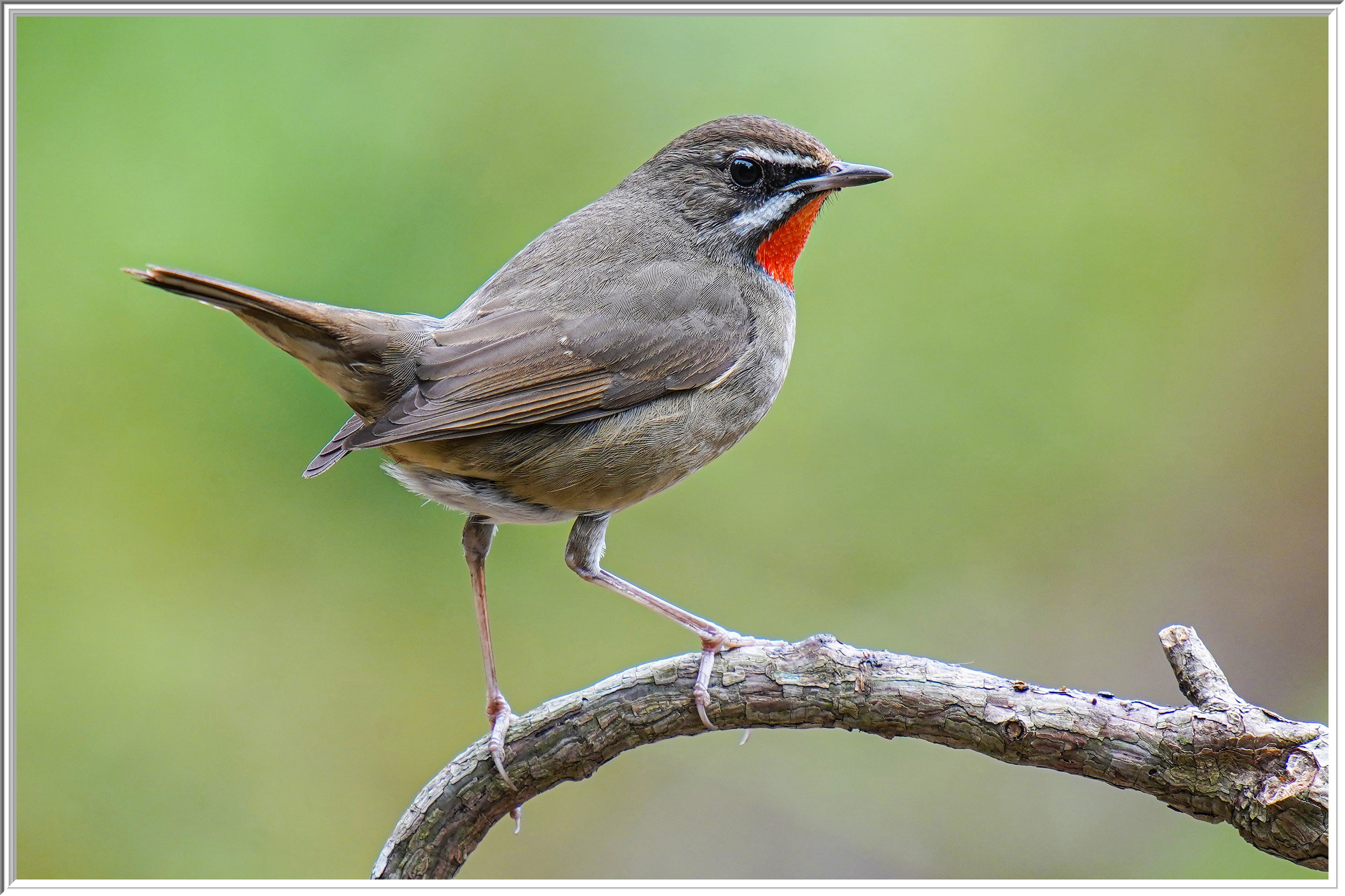 紅喉歌鴝 (Siberian Rubythroat)@Tai Po Kau Park.jpg