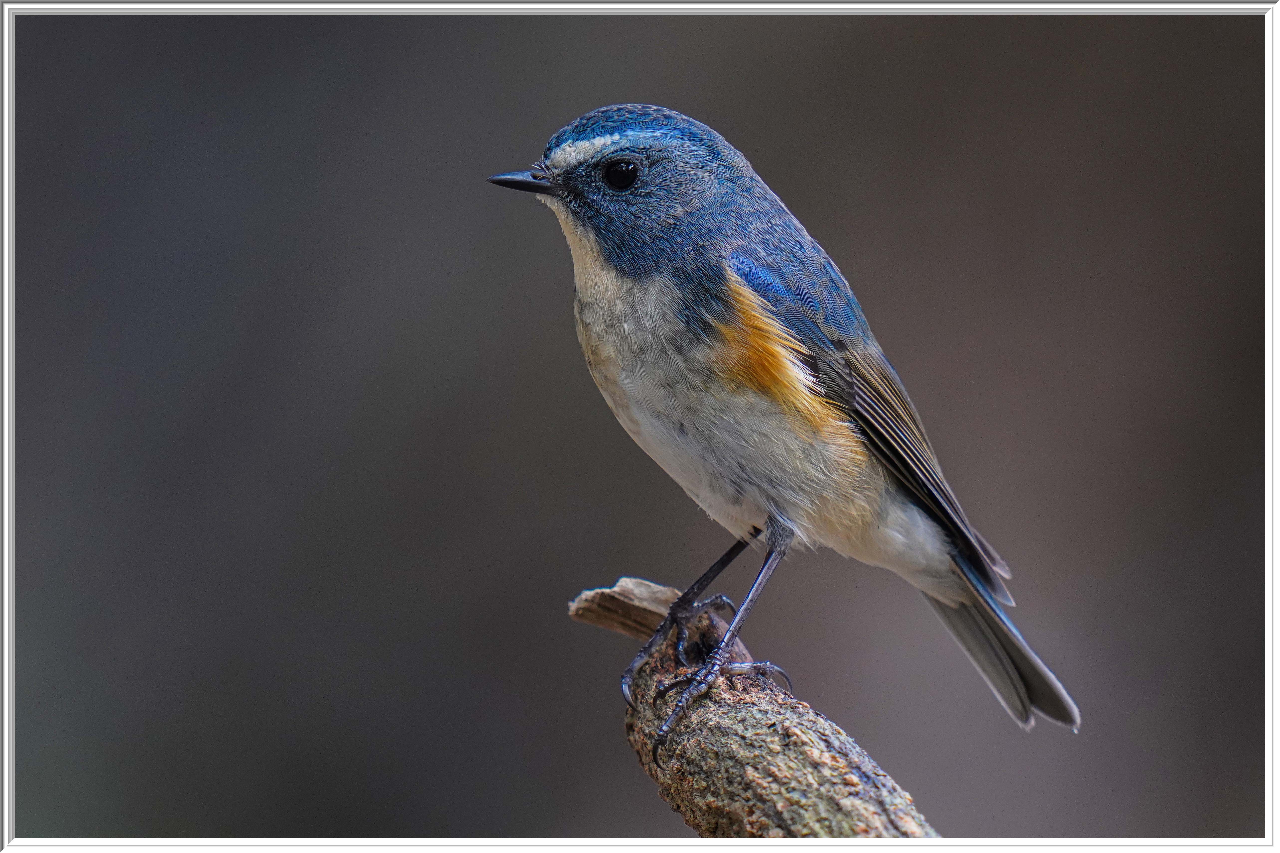 紅脇藍尾鴝雄鳥(Male Red-flanked Bluetail) - Landbirds 陸鳥- HKBWS 