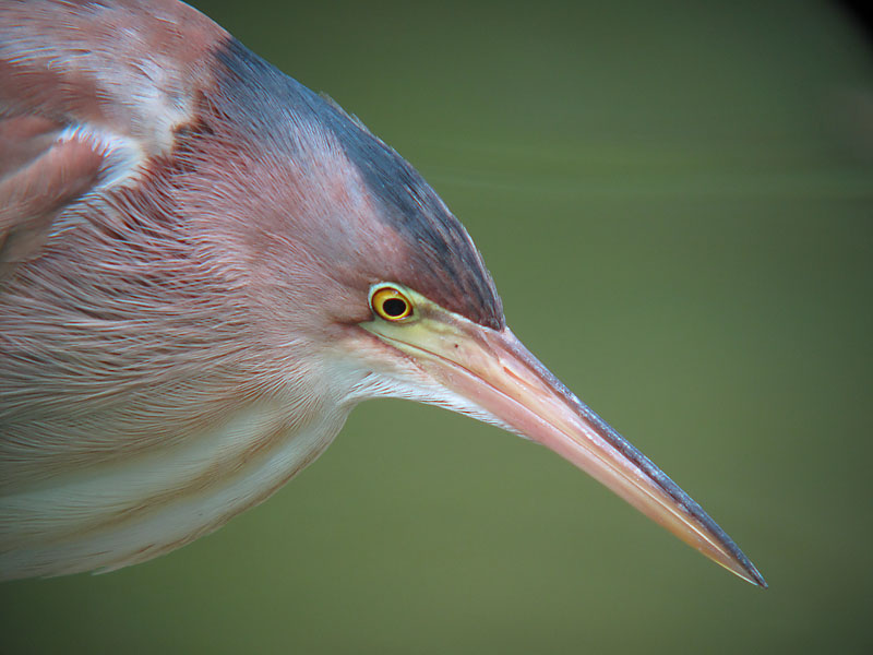 yellow bittern G10 IMG_0086.jpg