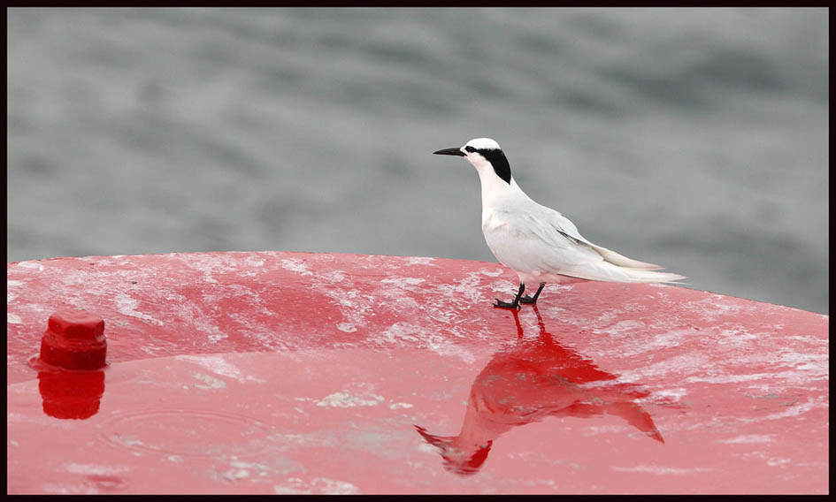 Black-naped tern 3.jpg