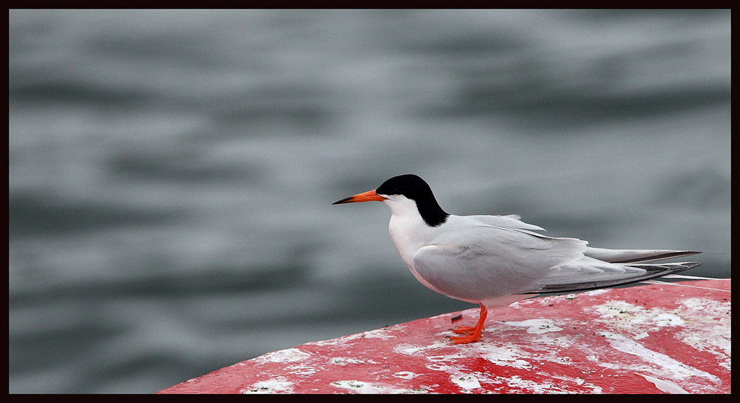 Roseate tern 2.jpg