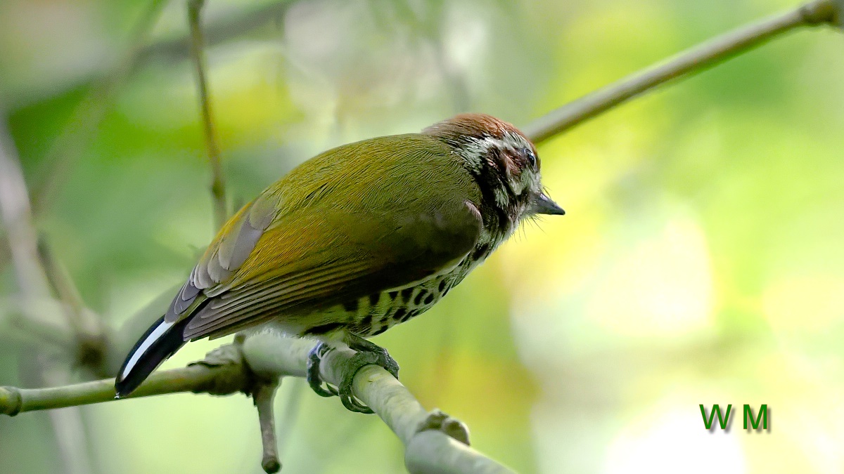 SpeckledPiculet.jpg