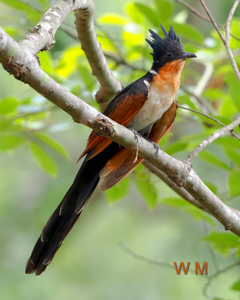 Chestnut-winged Cuckoo2.jpg