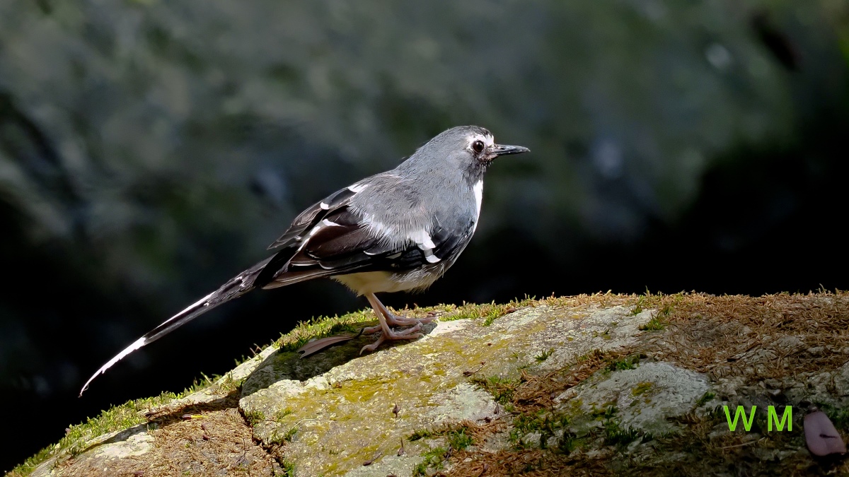 SlatyBackedForktail5.jpg