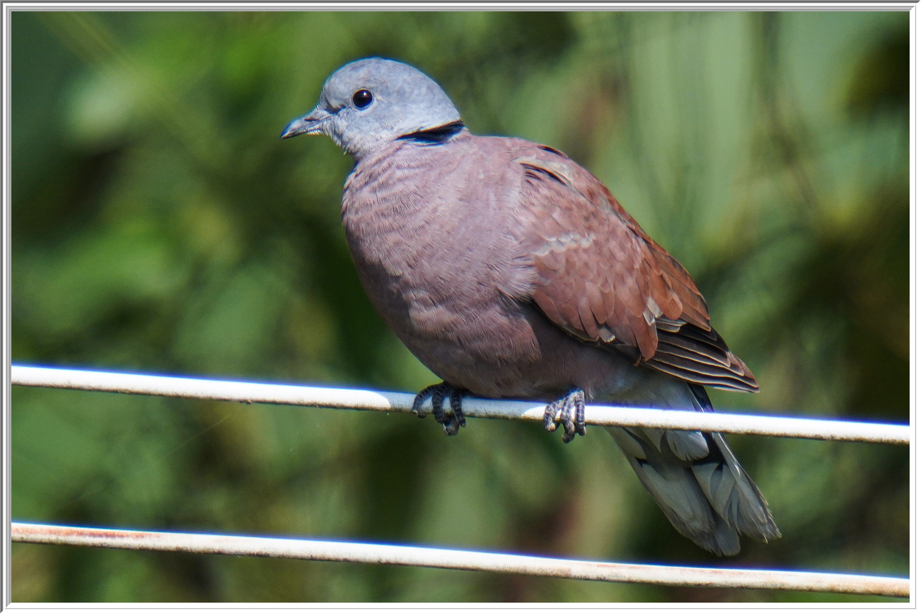 火斑鳩(Red Turtle Dove) - Doves 鳩- Landbirds 陸鳥- HKBWS Forum 