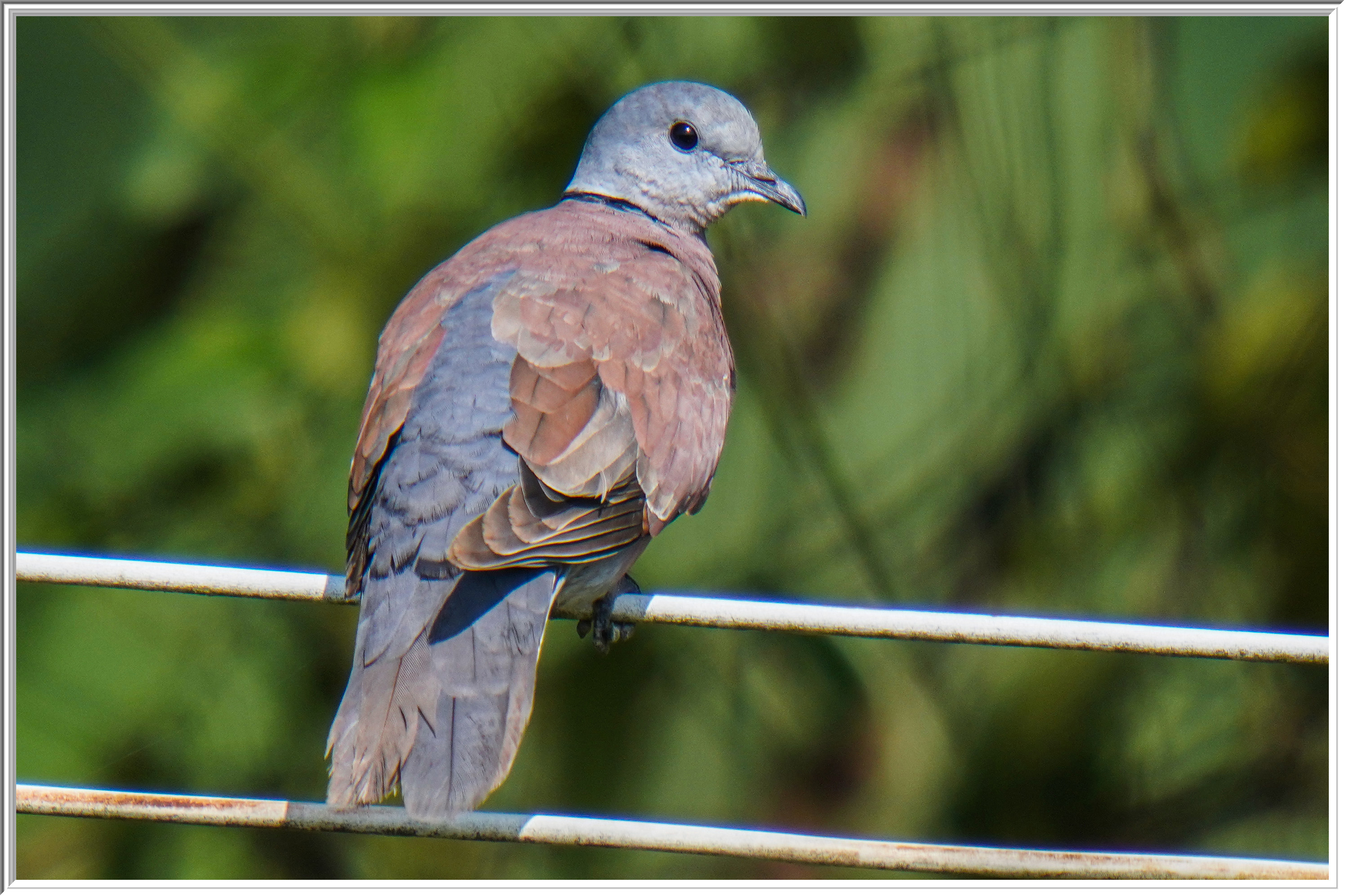 火斑鳩(Red Turtle Dove) - Doves 鳩- Landbirds 陸鳥- HKBWS Forum 