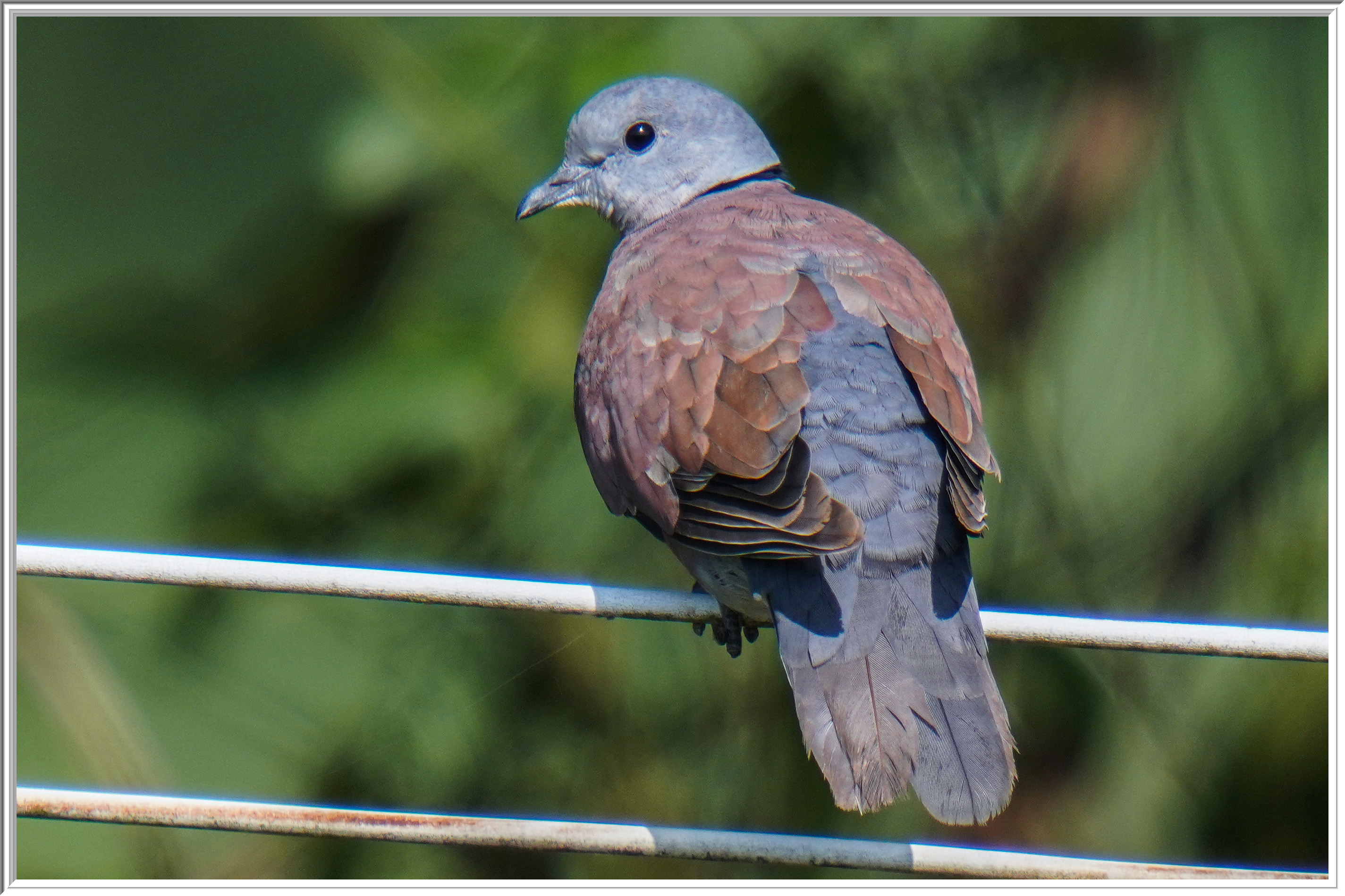 火斑鳩(Red Turtle Dove) - Doves 鳩- Landbirds 陸鳥- HKBWS Forum 