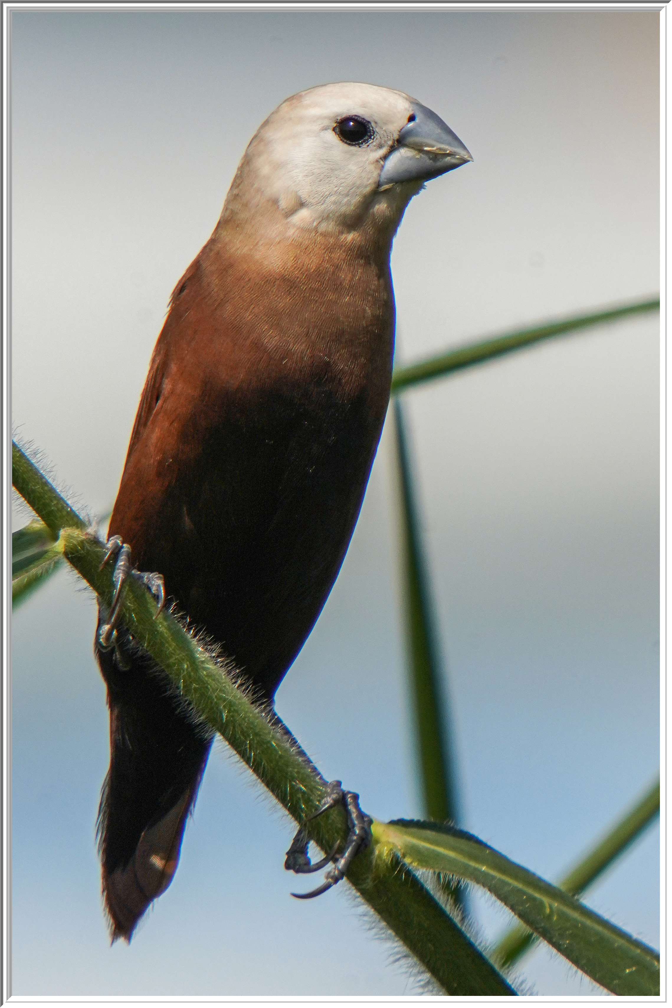 白頭文鳥 (White-headed Munia).jpg