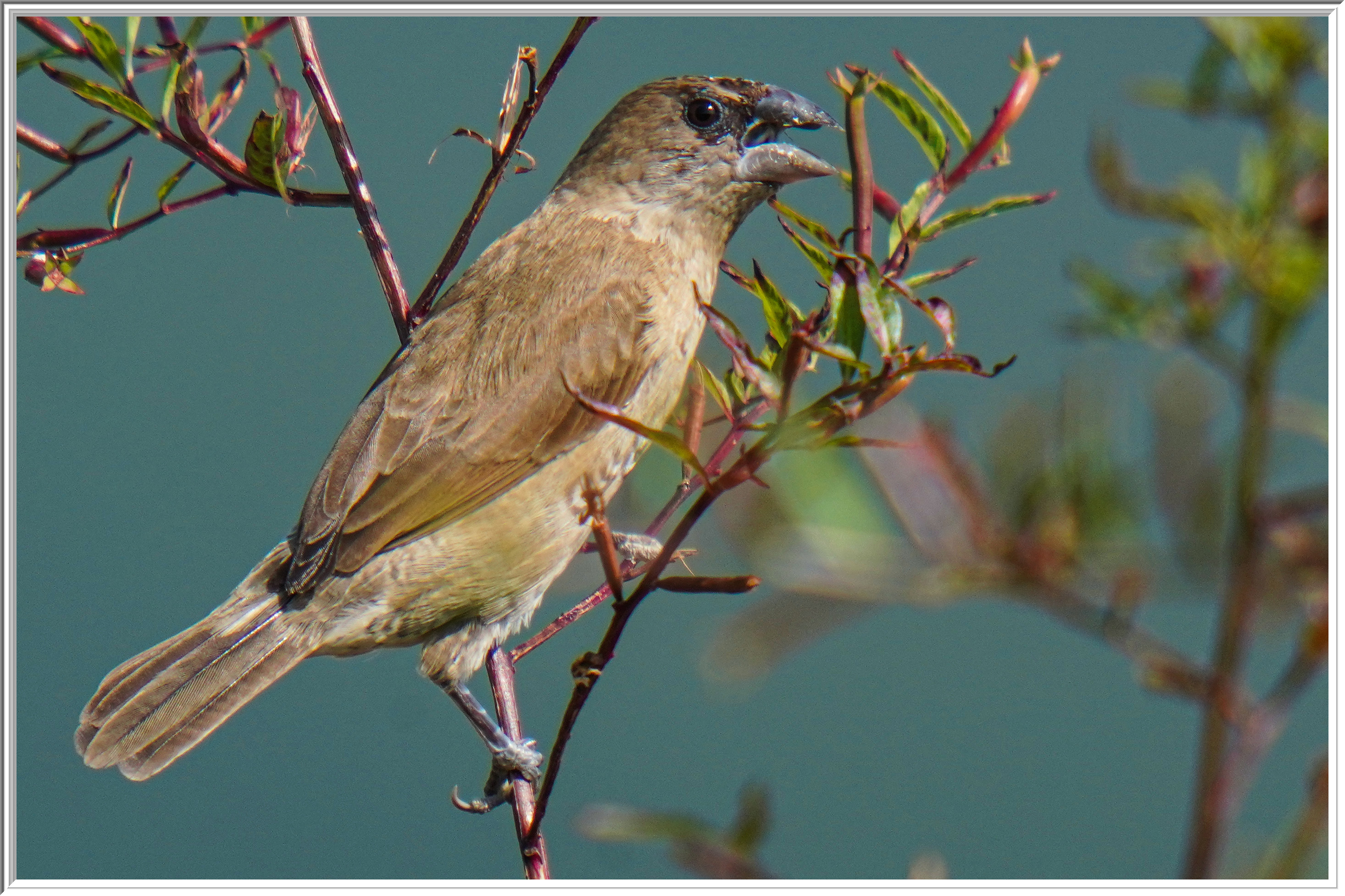 斑文鳥 (Scaly-breasted Munia) - 1.jpg