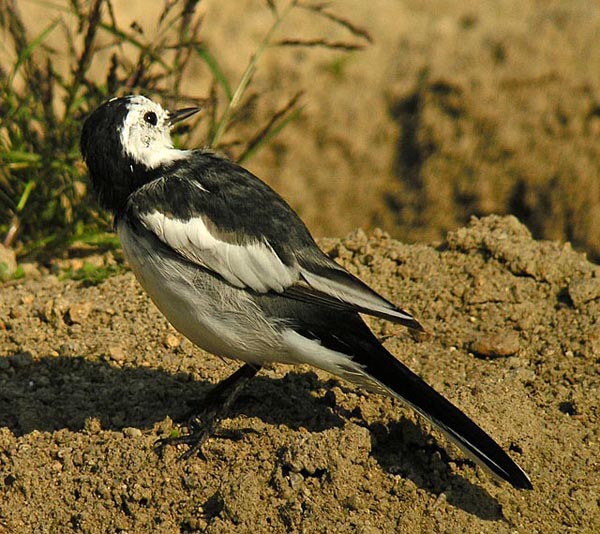 white wagtail DSCN5021.jpg