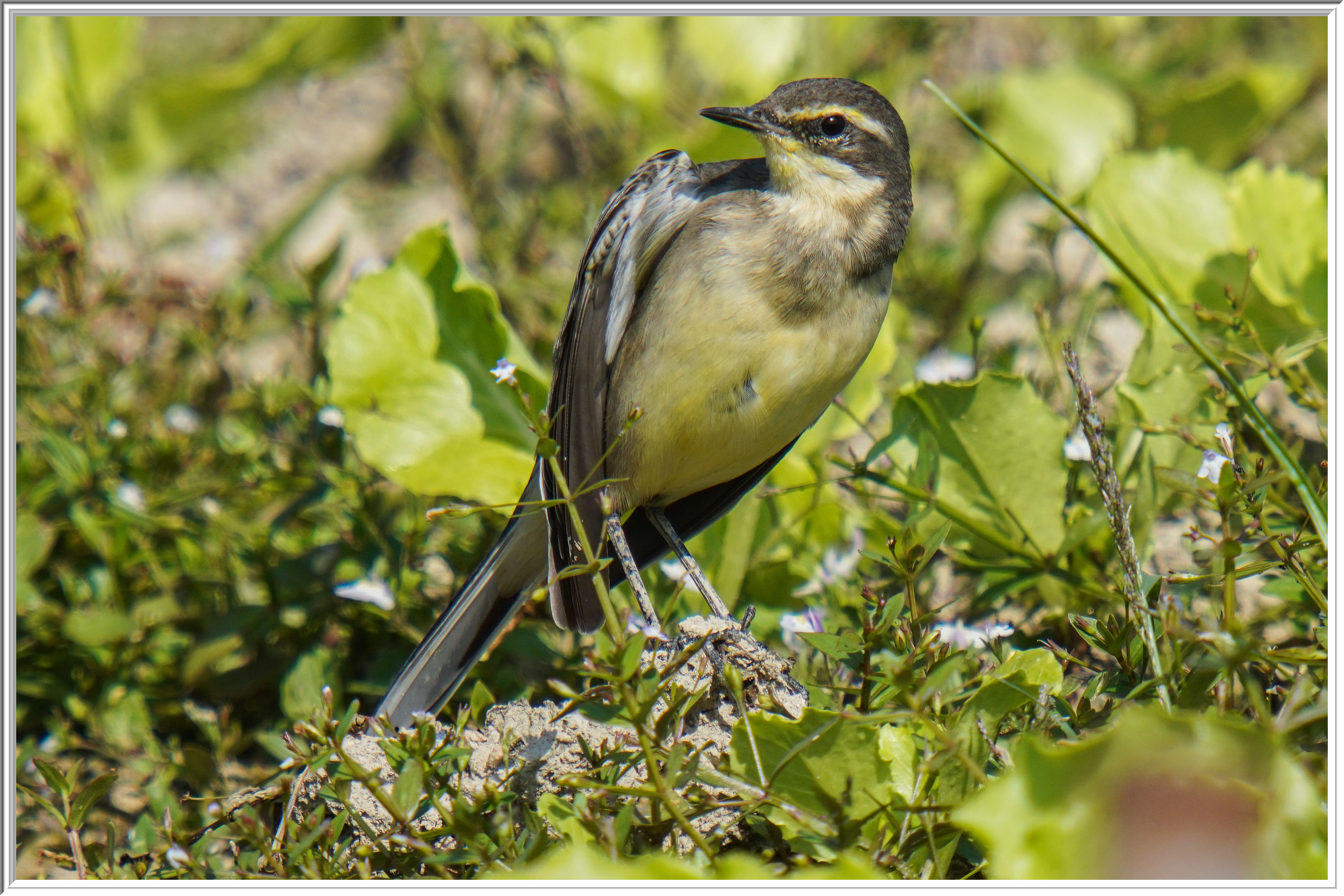 黃鶺鴒 (Yellow Wagtail).jpg