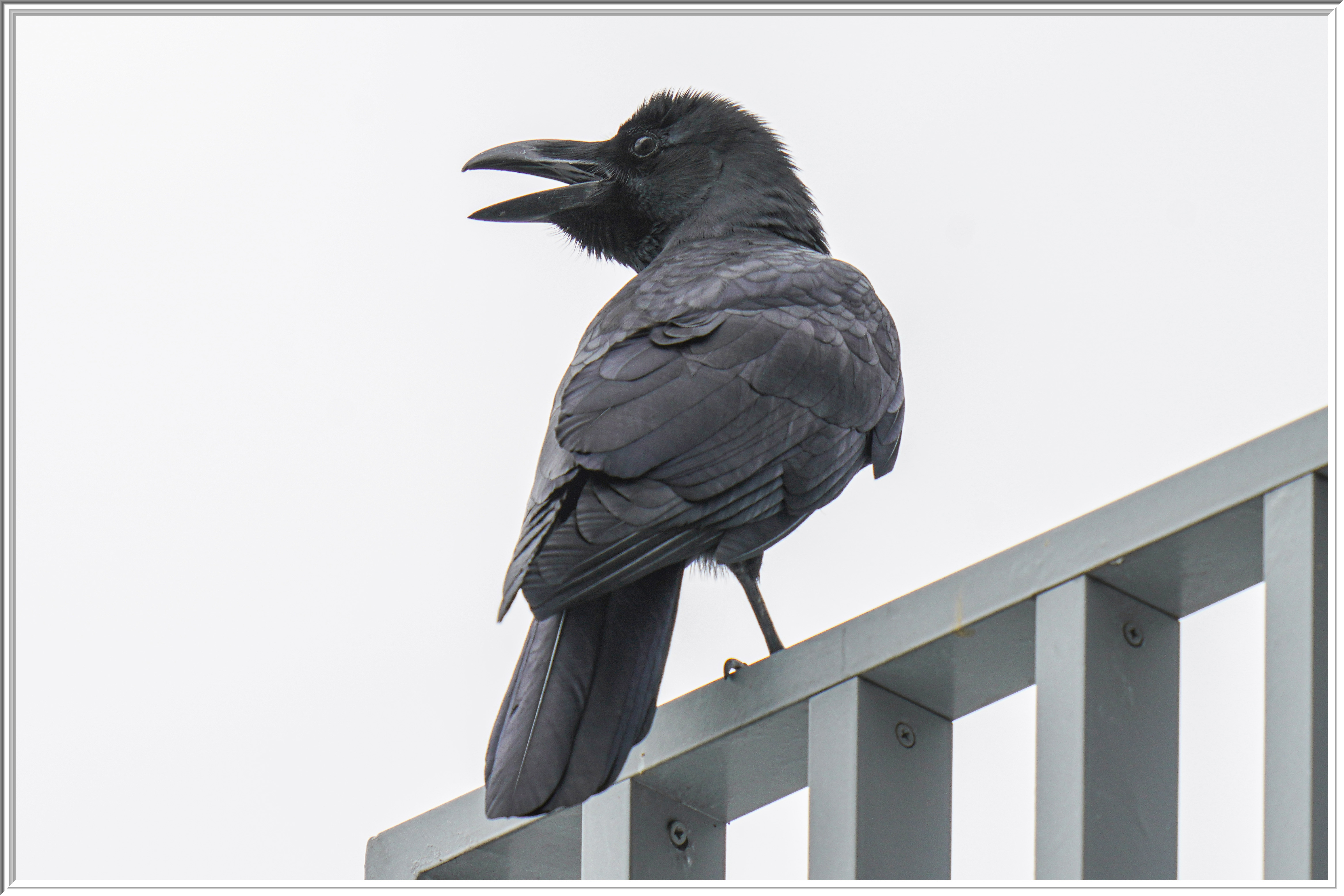 大嘴烏鴉 (Large-billed Crow).jpg