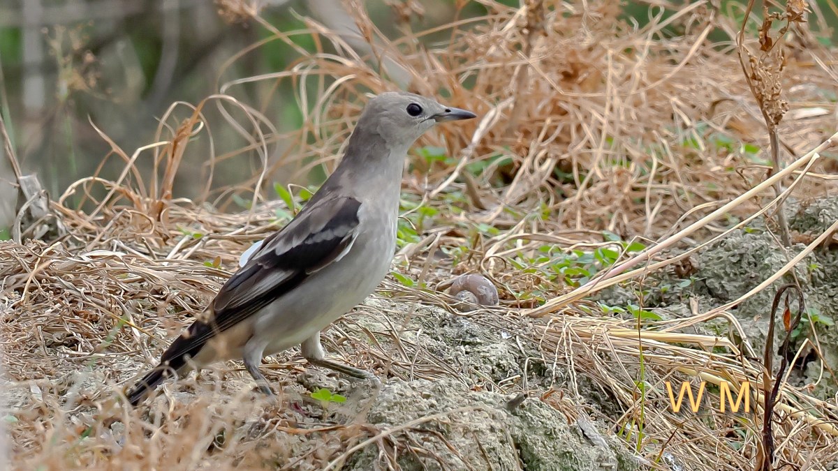 PurpleBackedStarling1.jpg