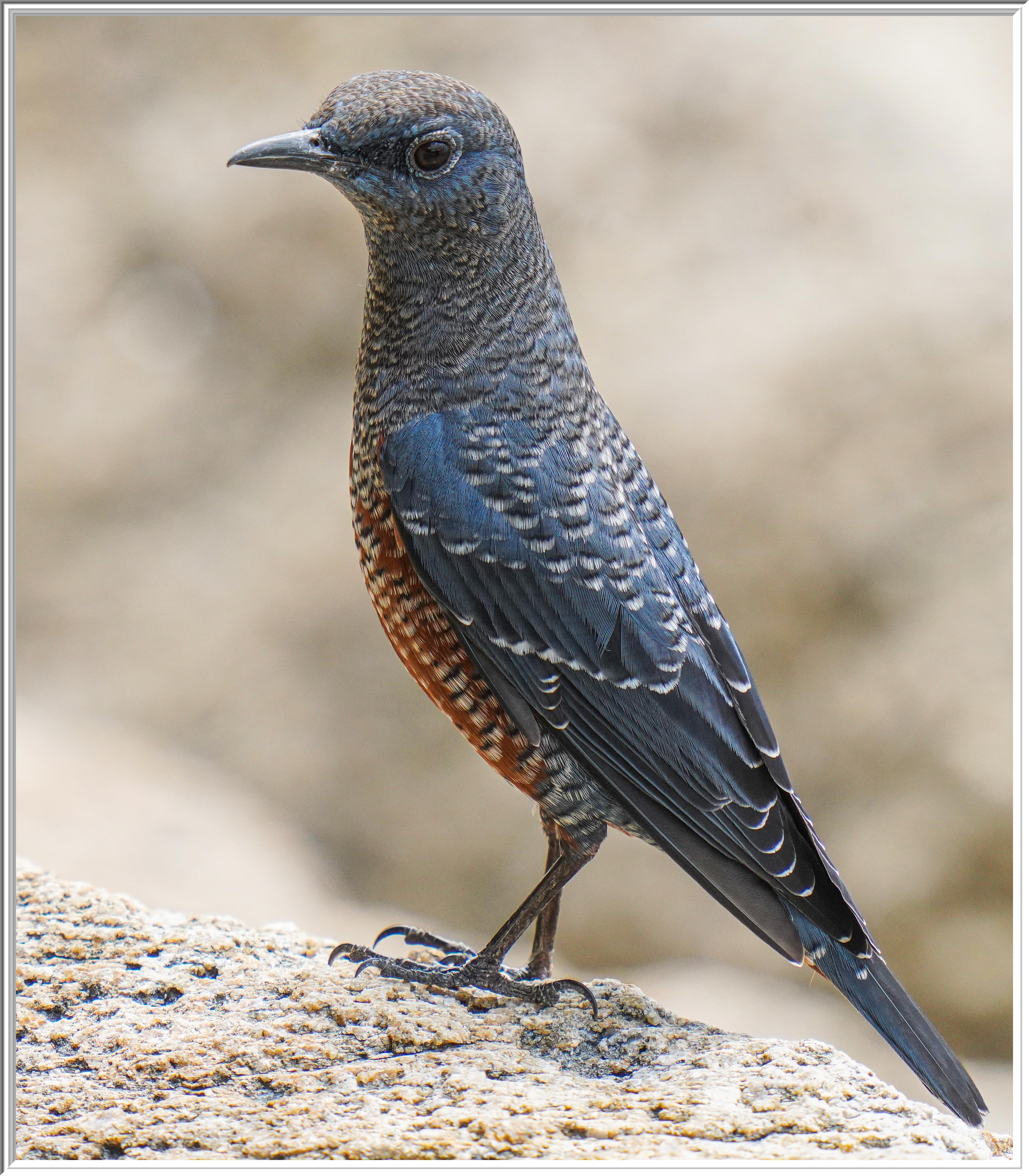 藍磯鶇 (Blue Rock Thrush).jpg