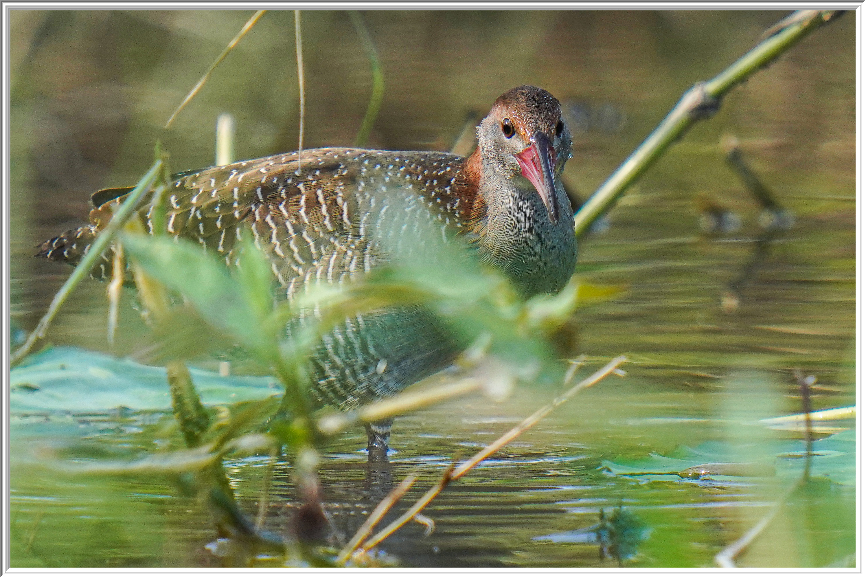 灰胸秧鷄 (Slaty-breasted Rail) - 2.jpg