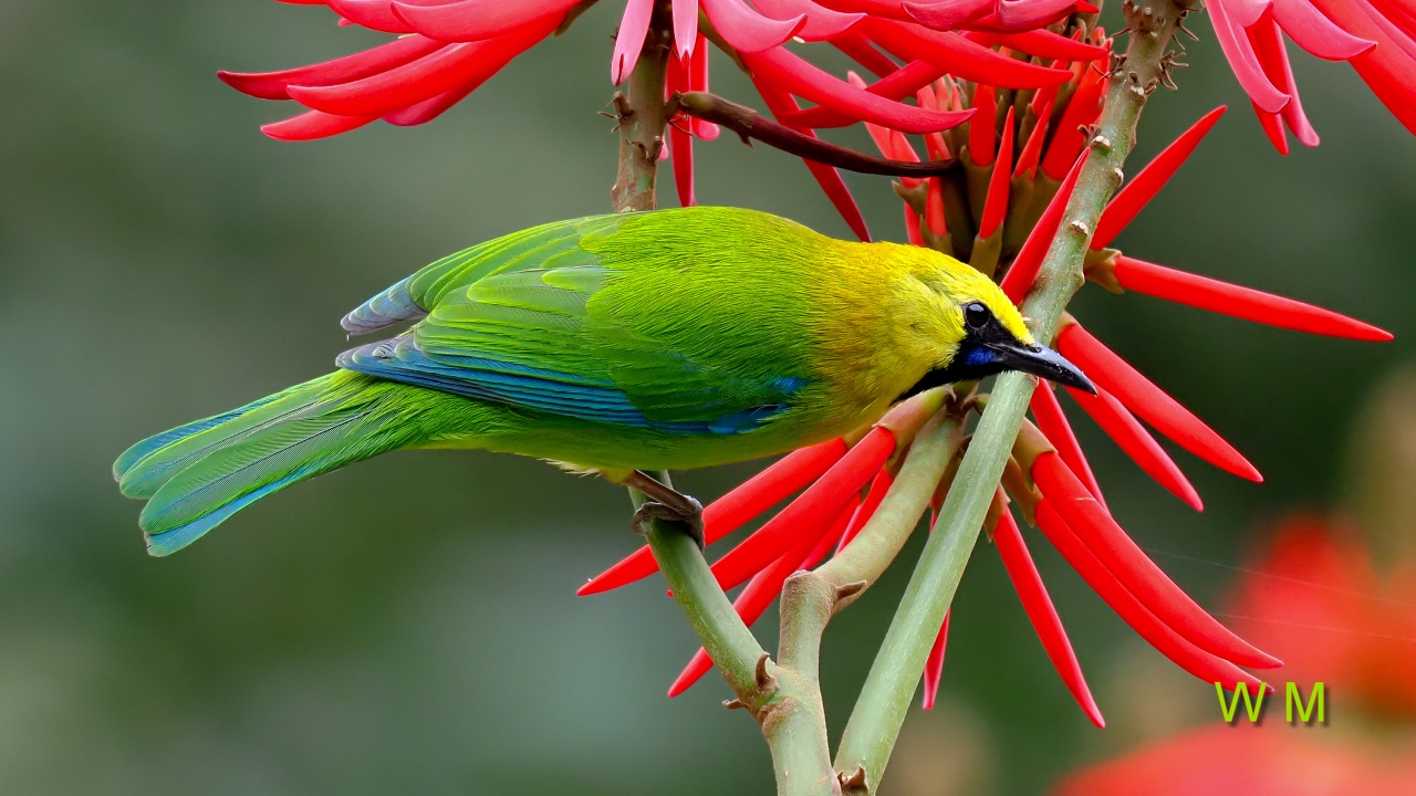 BlueWingedLeafbird2.jpg