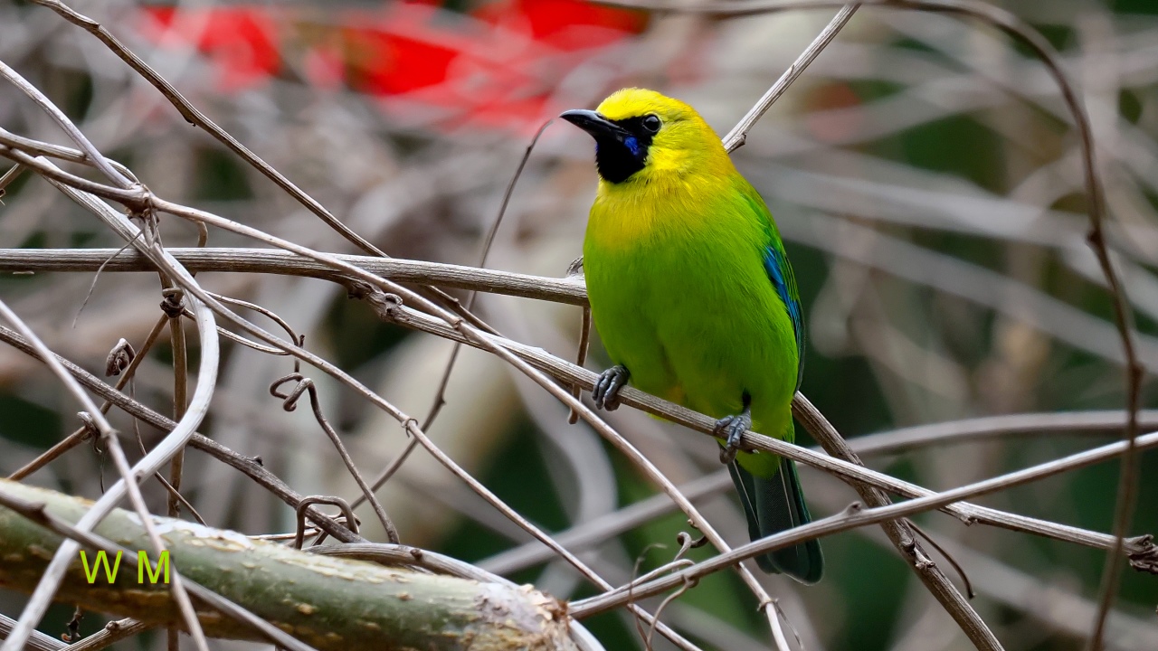 BlueWingedLeafbird4.jpg