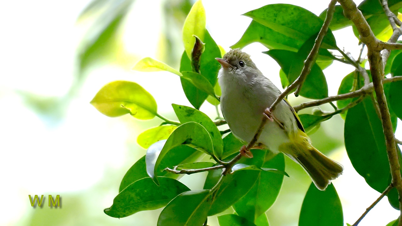 White-belliedYuhina2.jpg