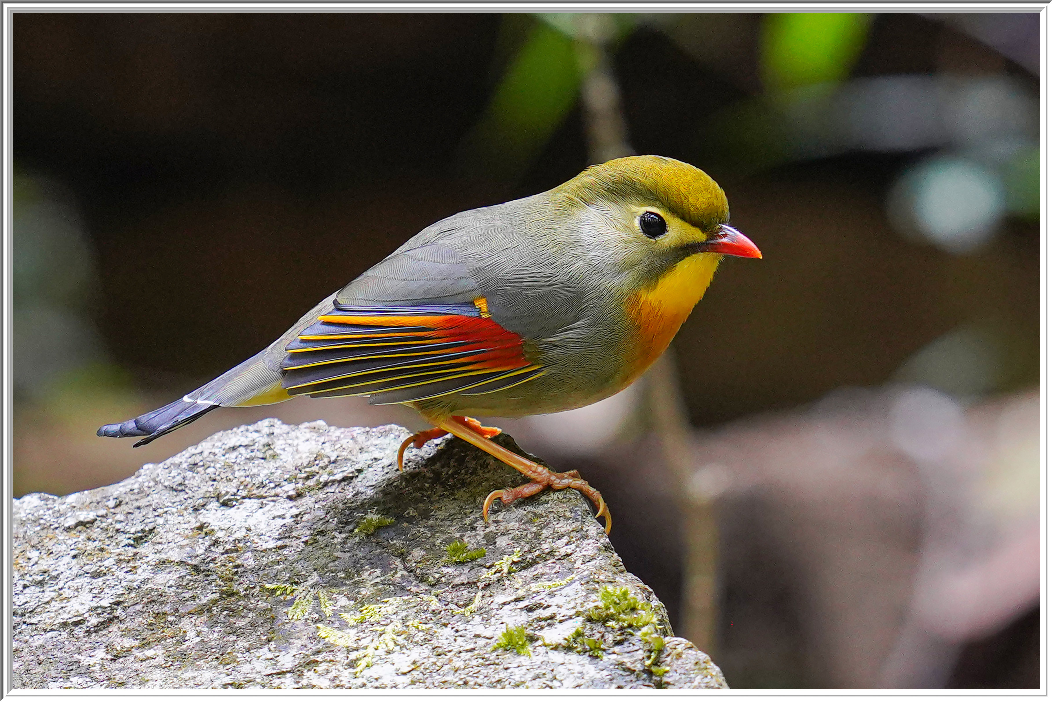 紅嘴相思 (Red-billed Leiothrix) - 3.jpg