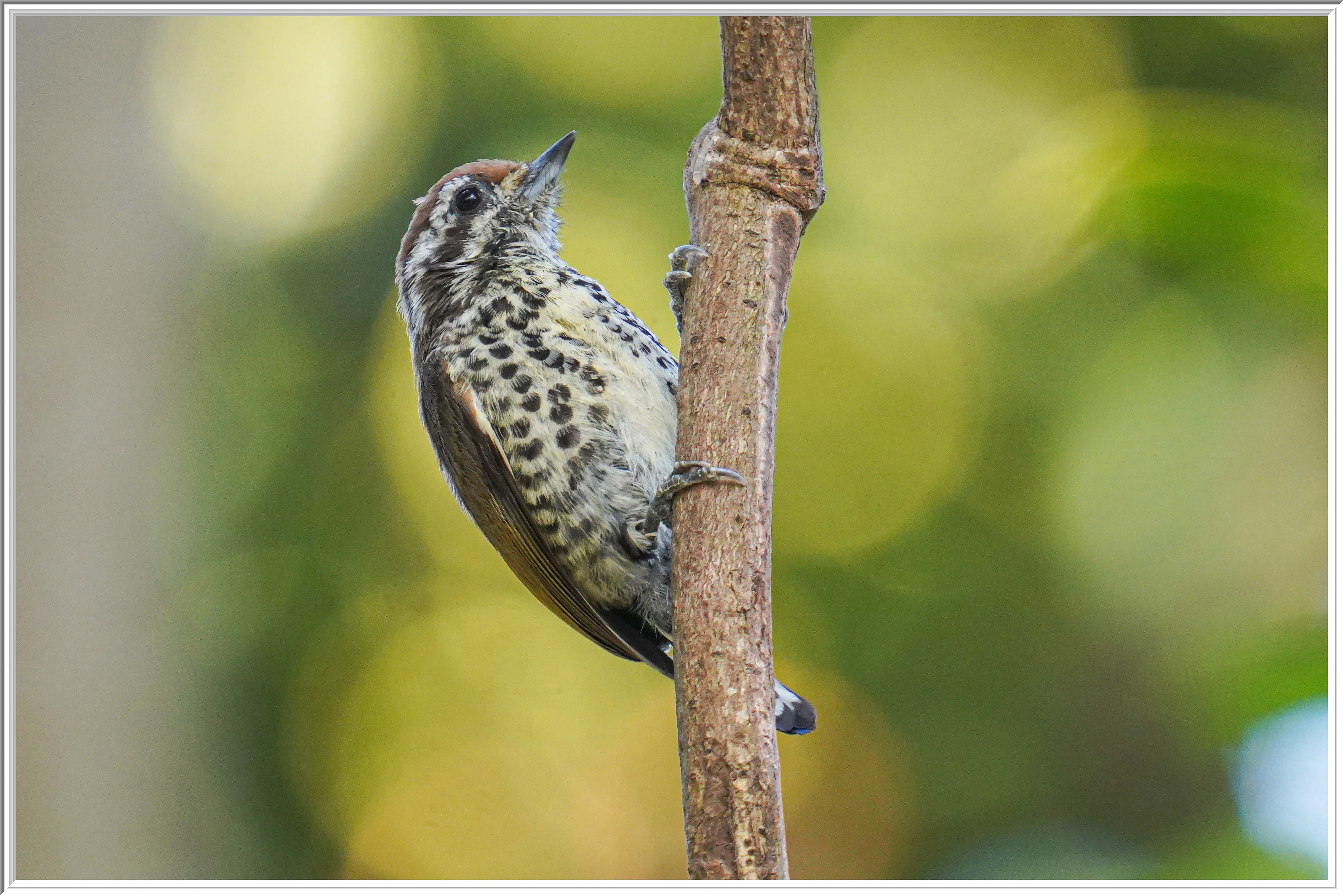 斑姬啄木鳥 (Speckled Piculet) - 1.jpg