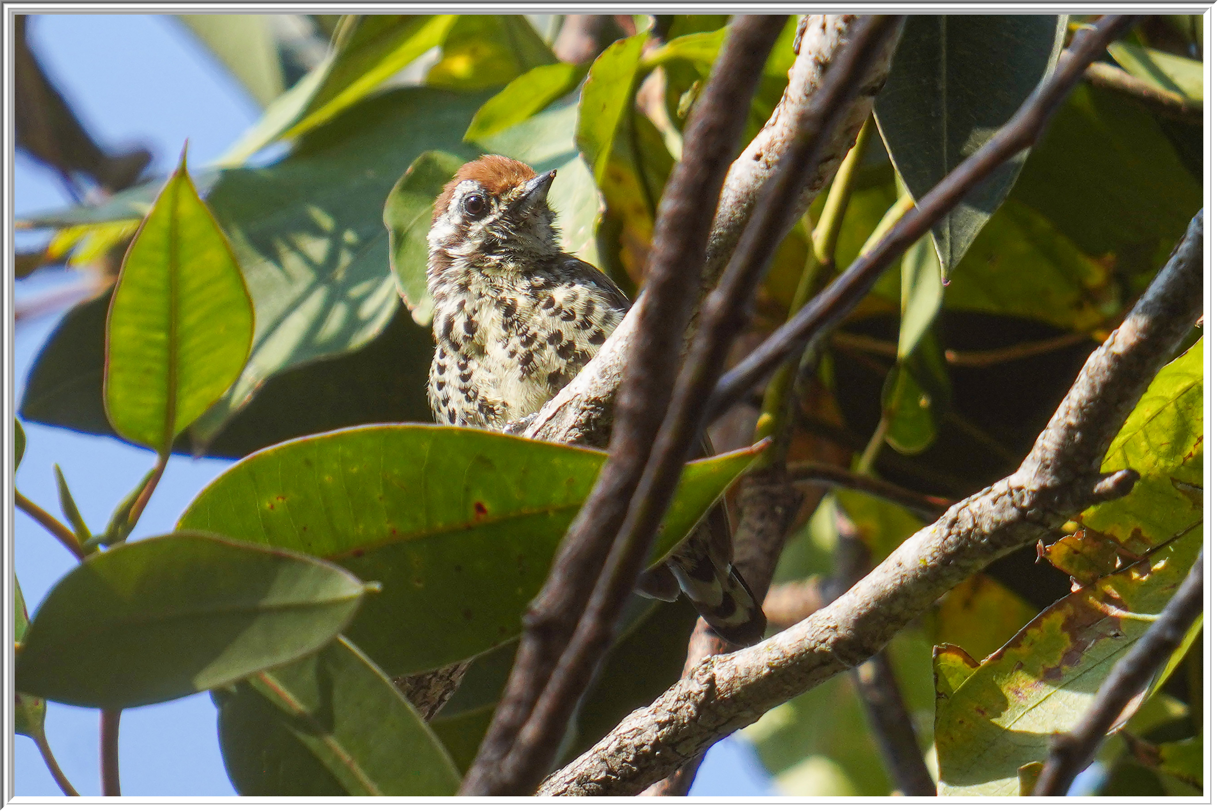 斑姬啄木鳥 (Speckled Piculet) - 3.jpg