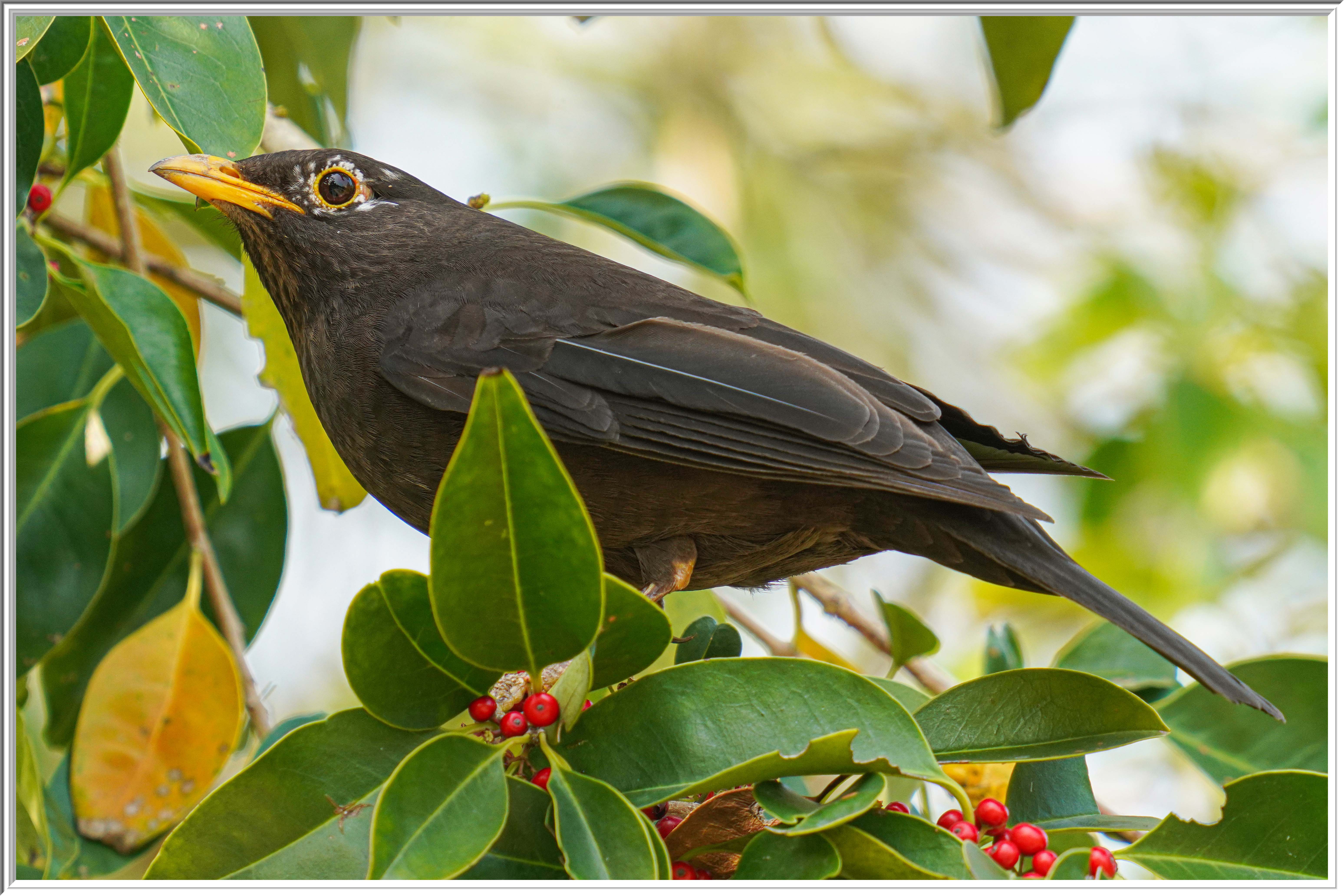烏鶇 (Common Blackbird) - 2.jpg