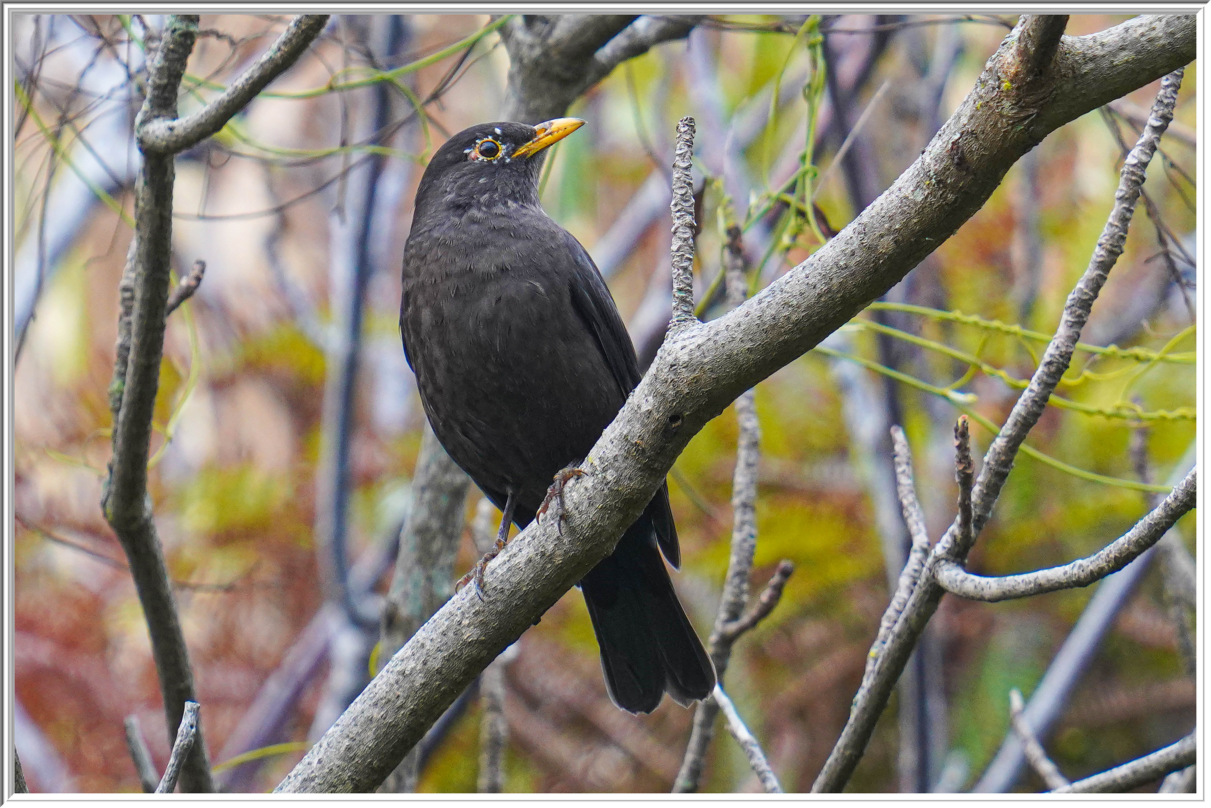 烏鶇 (Common Blackbird) - 4.jpg