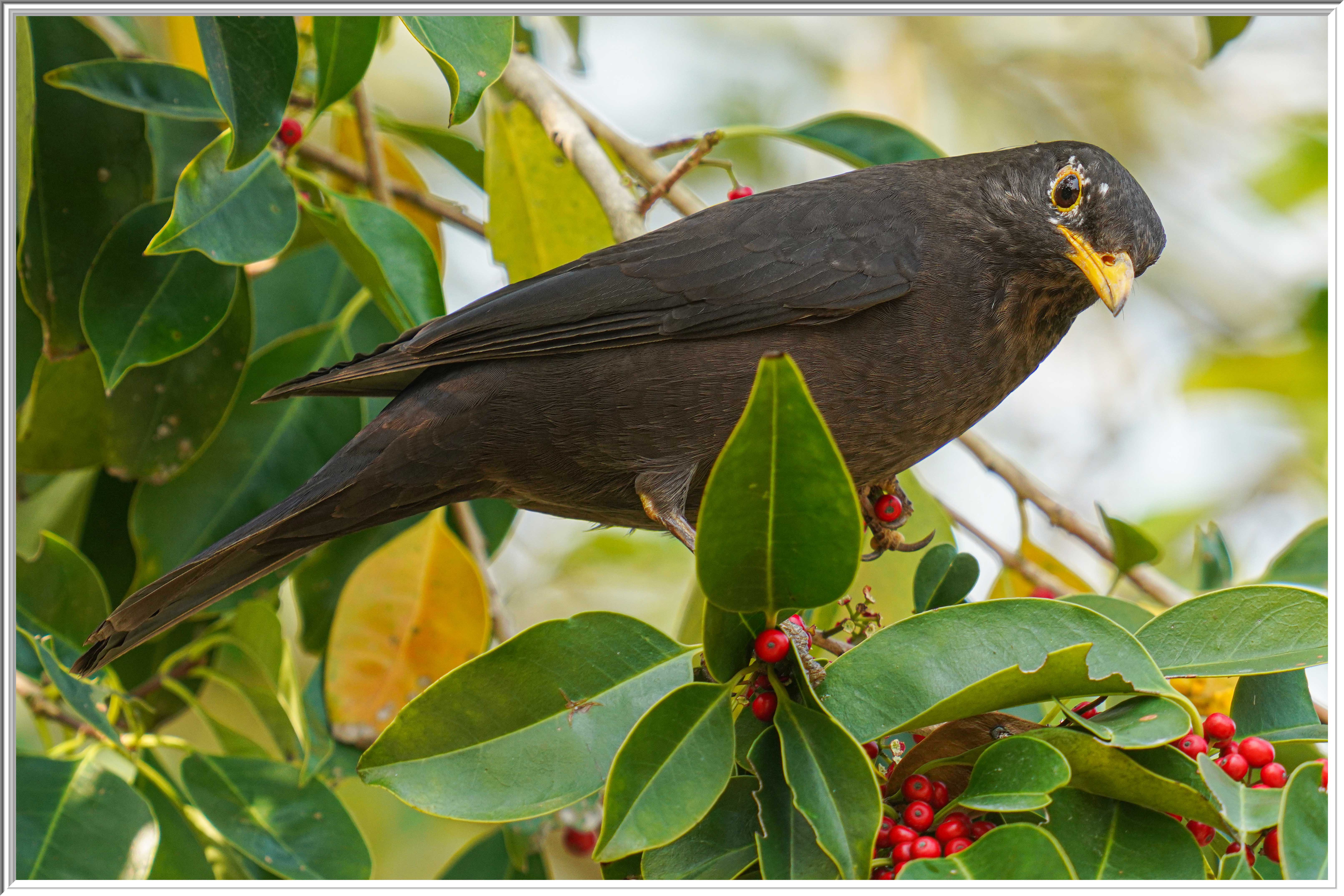 烏鶇 (Common Blackbird) - 1.jpg