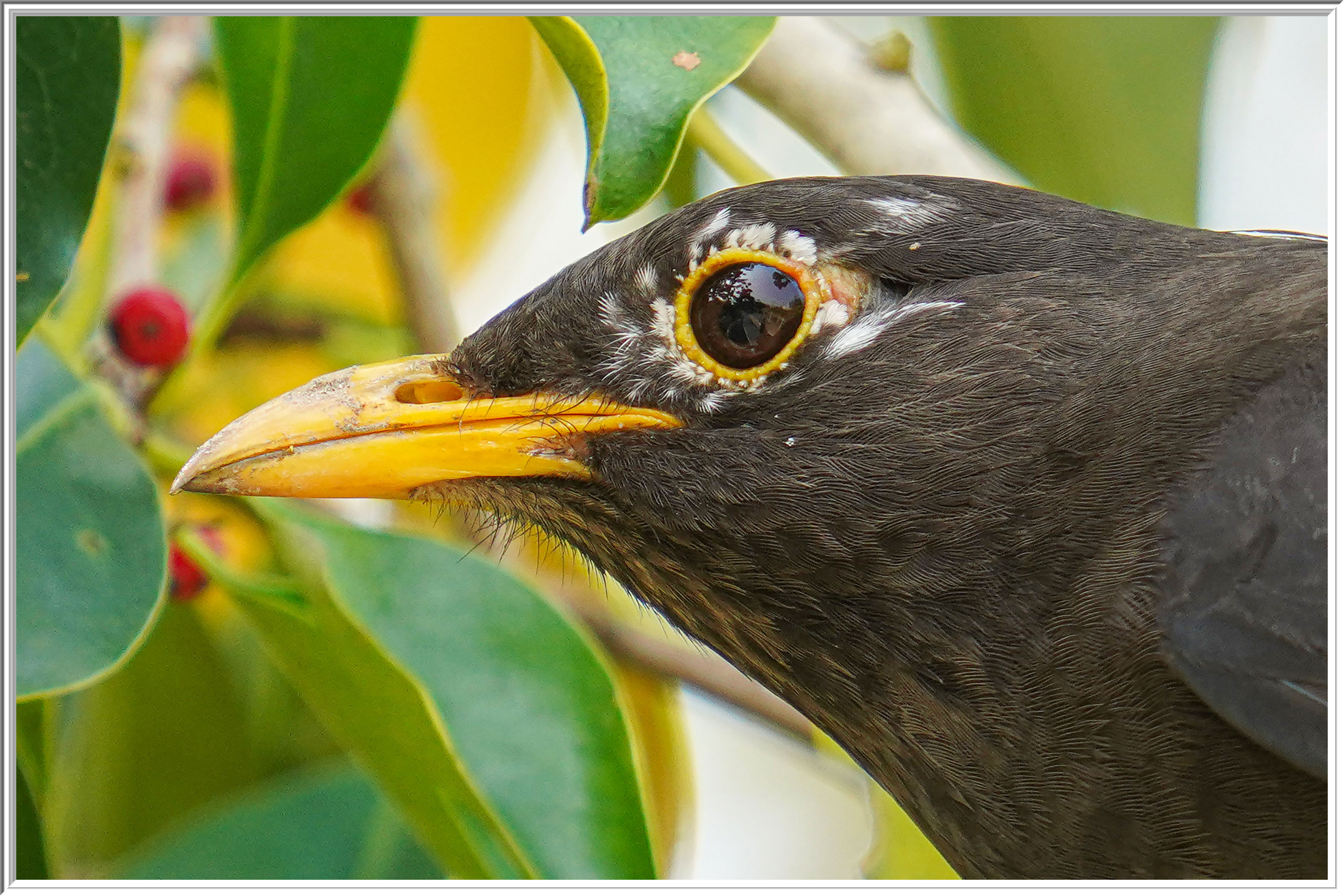 烏鶇 (Common Blackbird) - 3.jpg