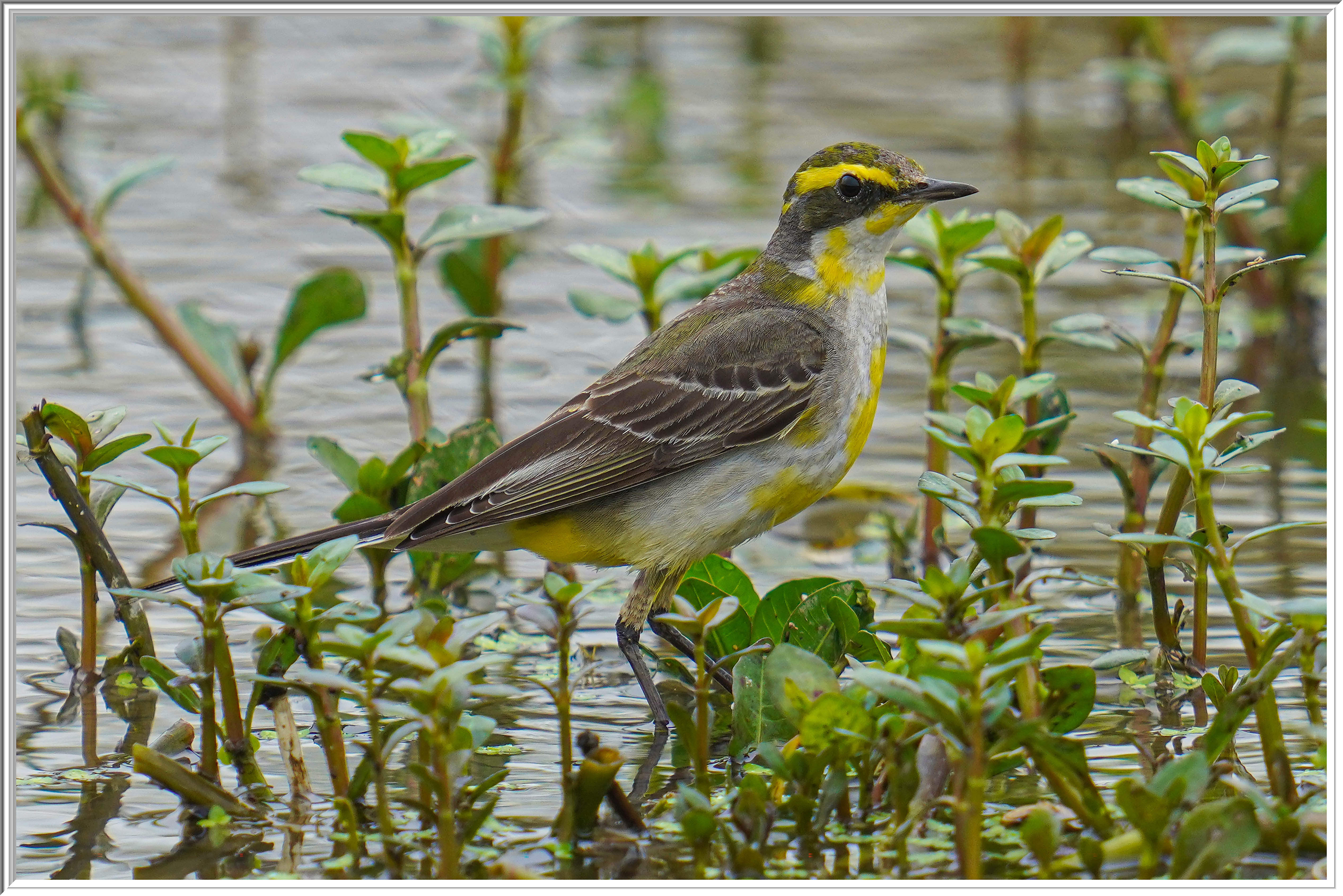 東黃鶺鴒 (Eastern Yellow Wagtail).jpg