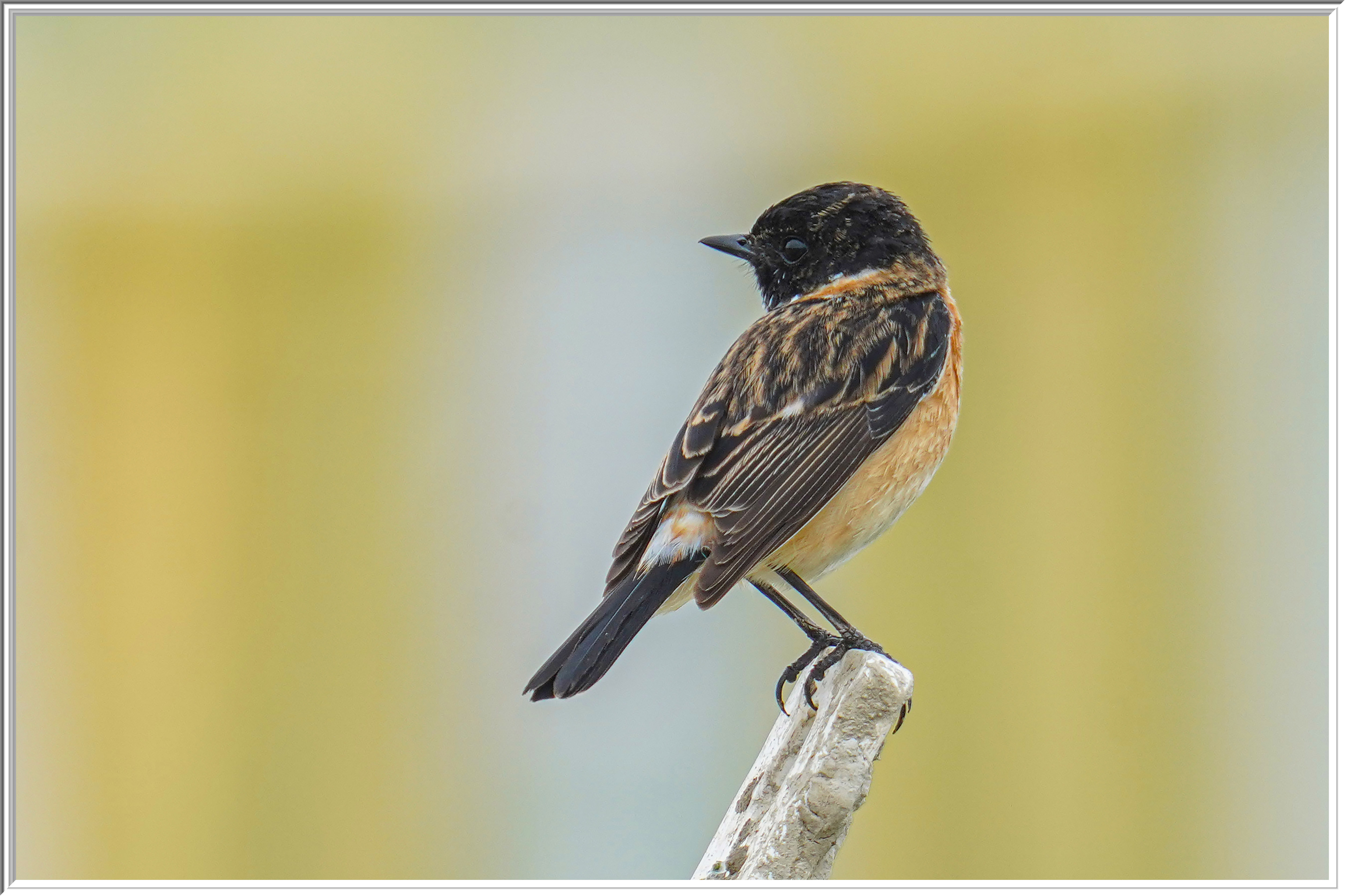 黑喉石䳭 (Stejneger's Stonechat).jpg