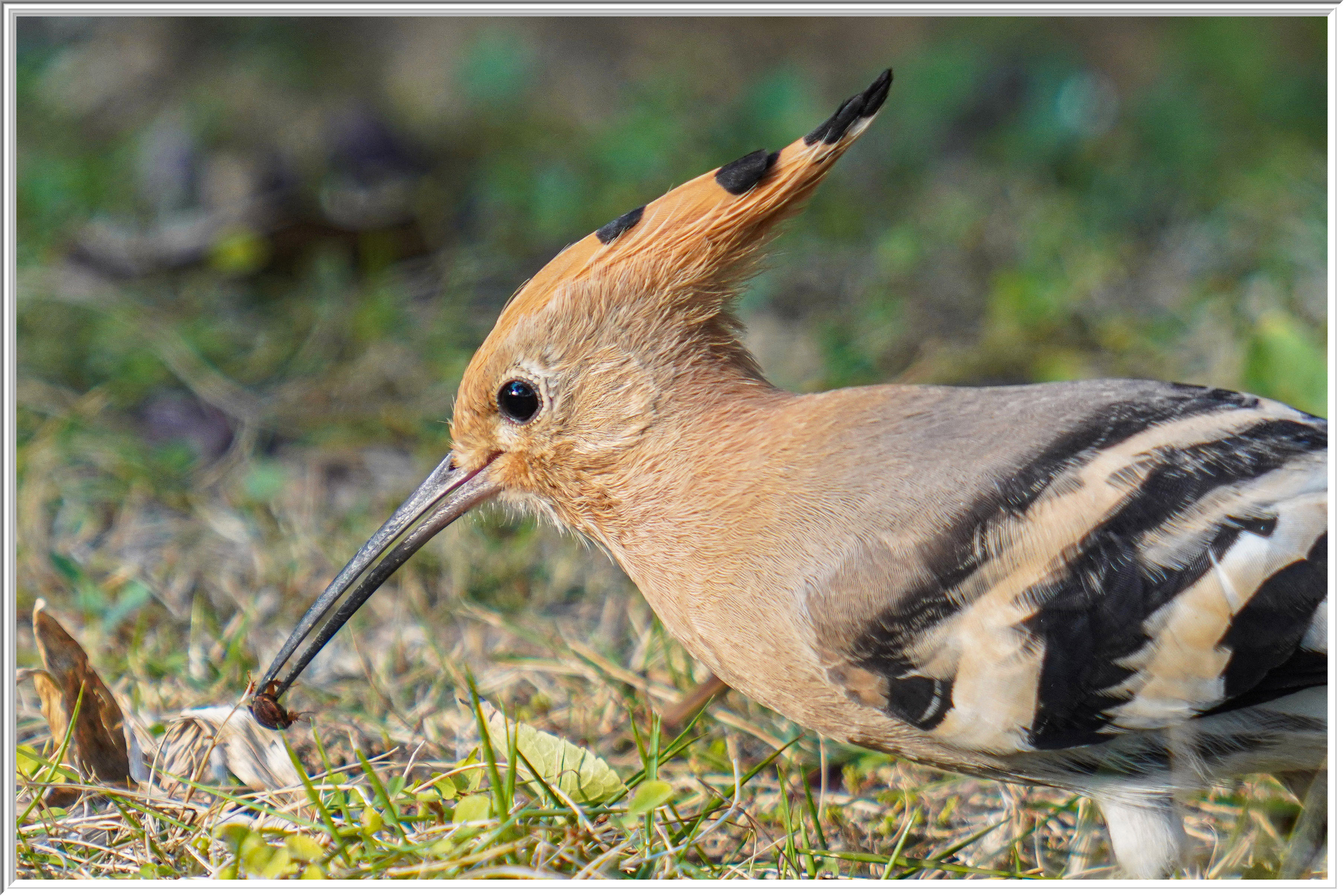 戴勝 (Eurasian Hoopoe) Feb 20 - 3.jpg