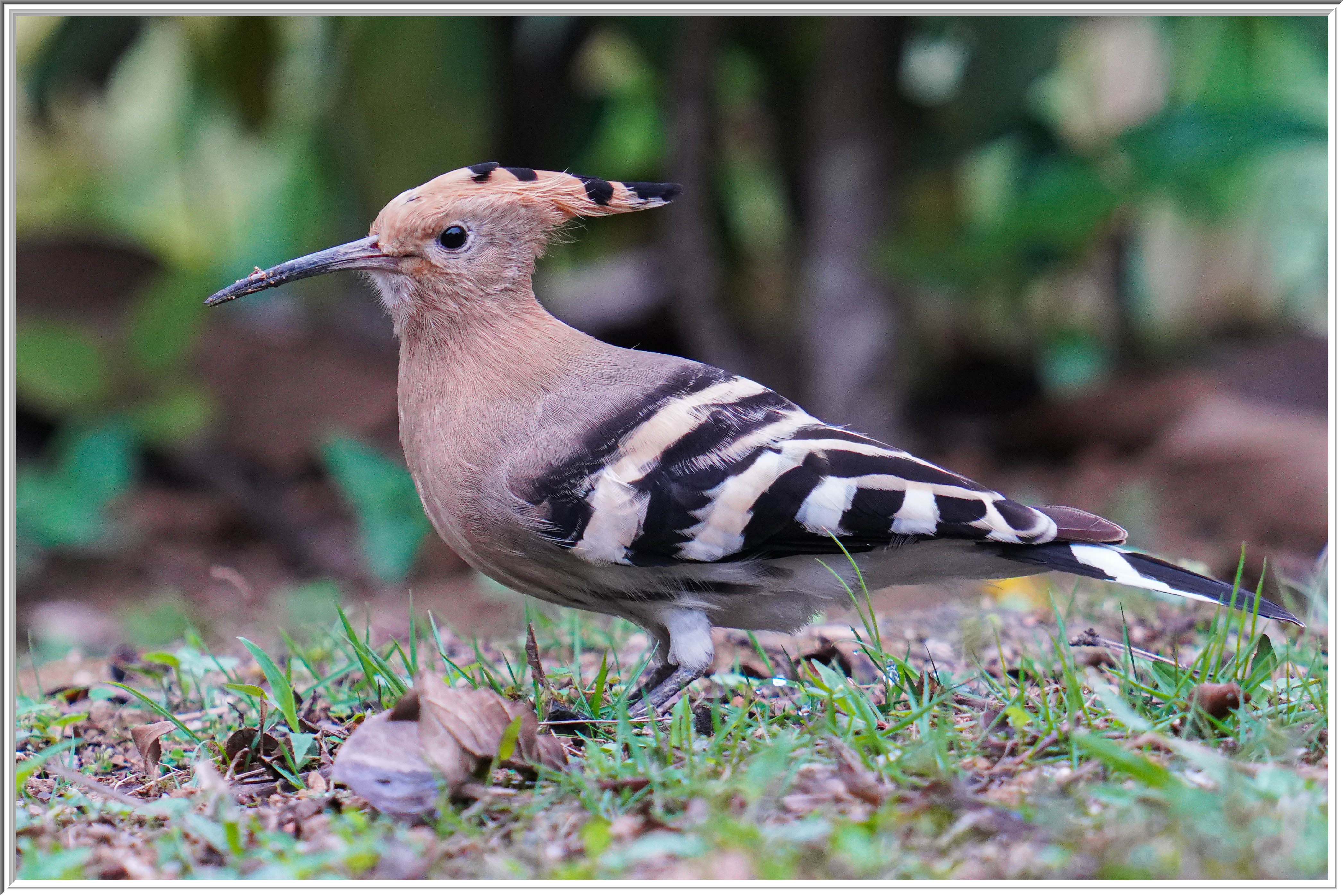 戴勝 (Eurasian Hoopoe) Mar 7 - 4.jpg