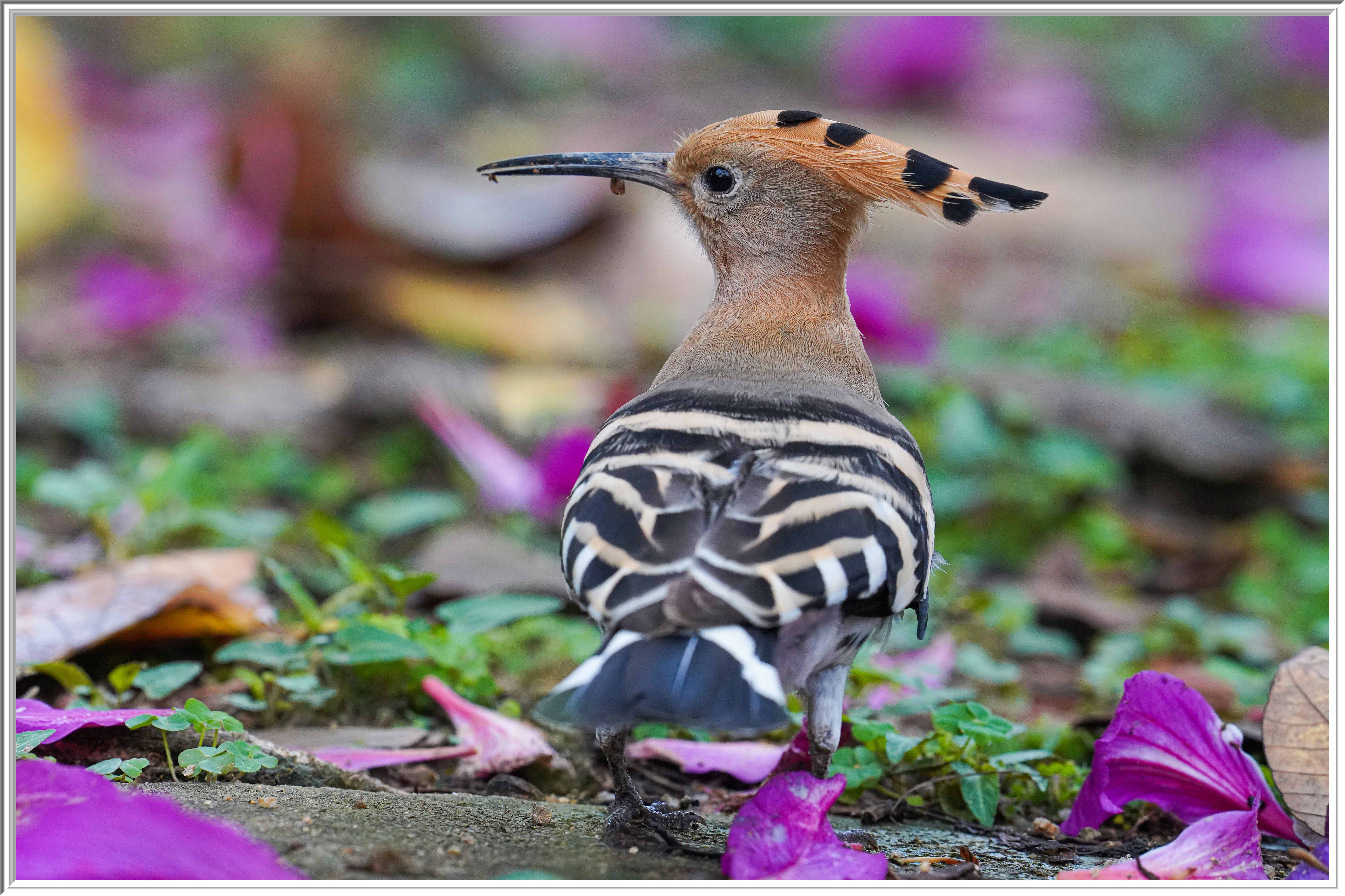 戴勝 (Eurasian Hoopoe) Mar 7 - 2.jpg