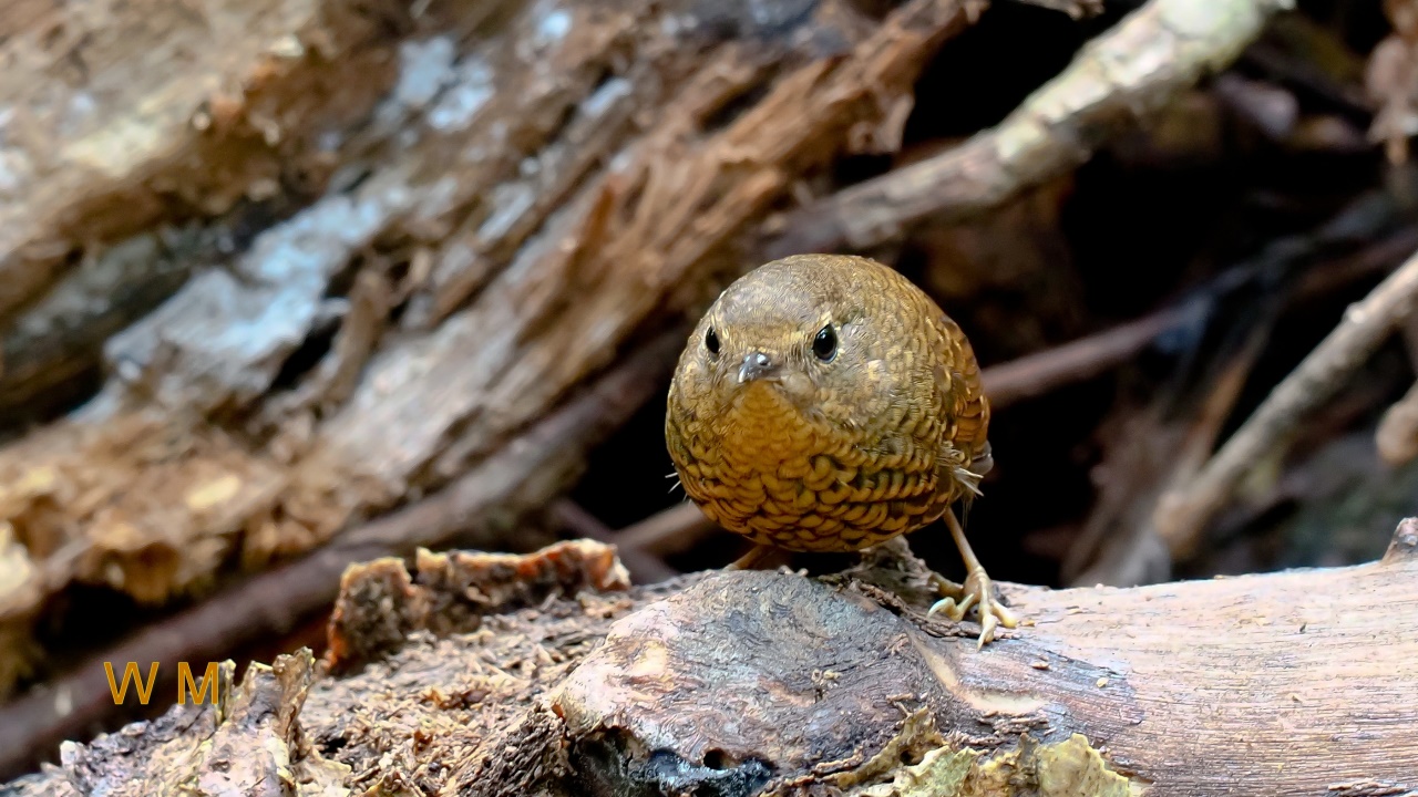 PygmyWrenBabbler3.jpg