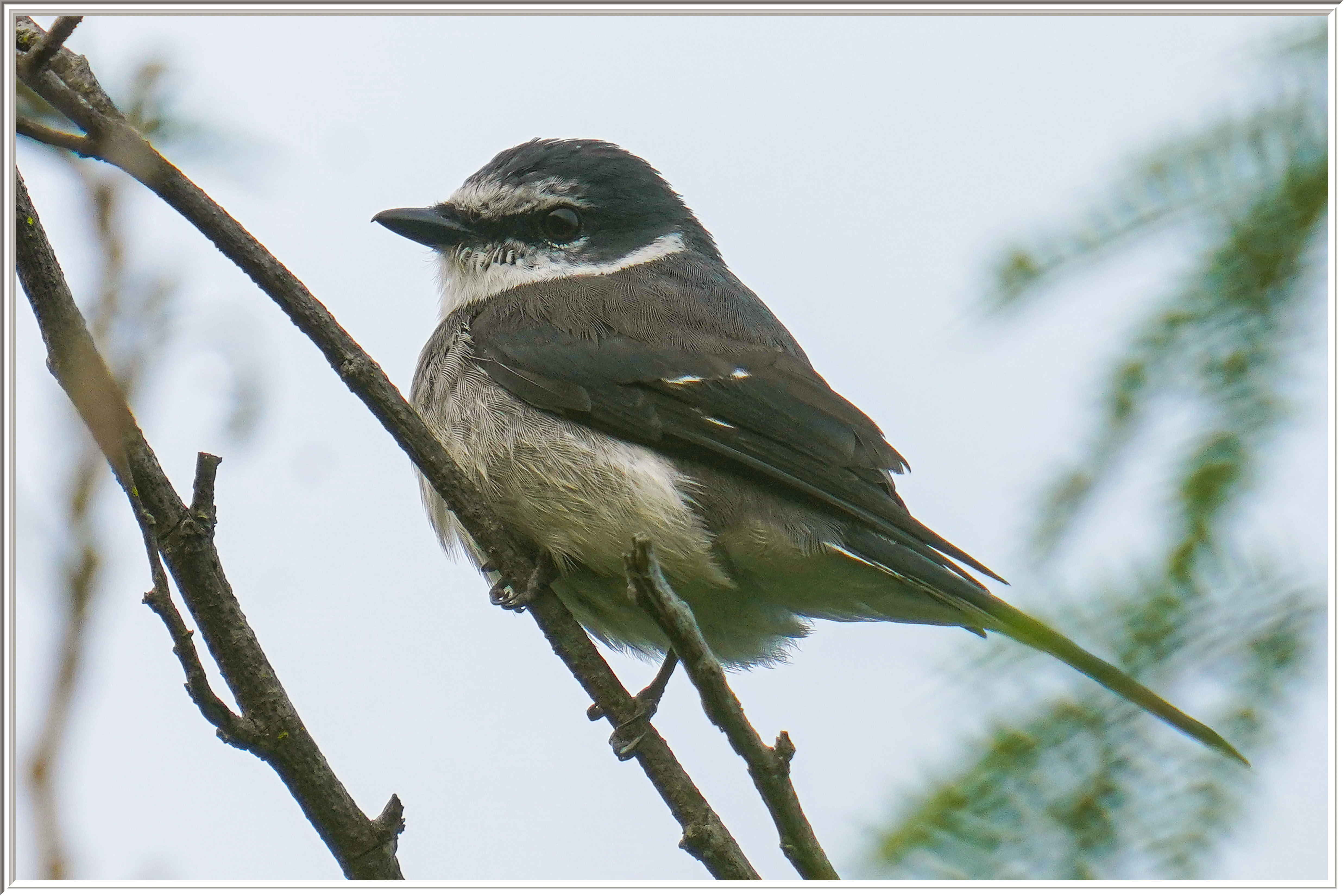 琉球山椒 (Ryukyu Minivet) - 1.jpg