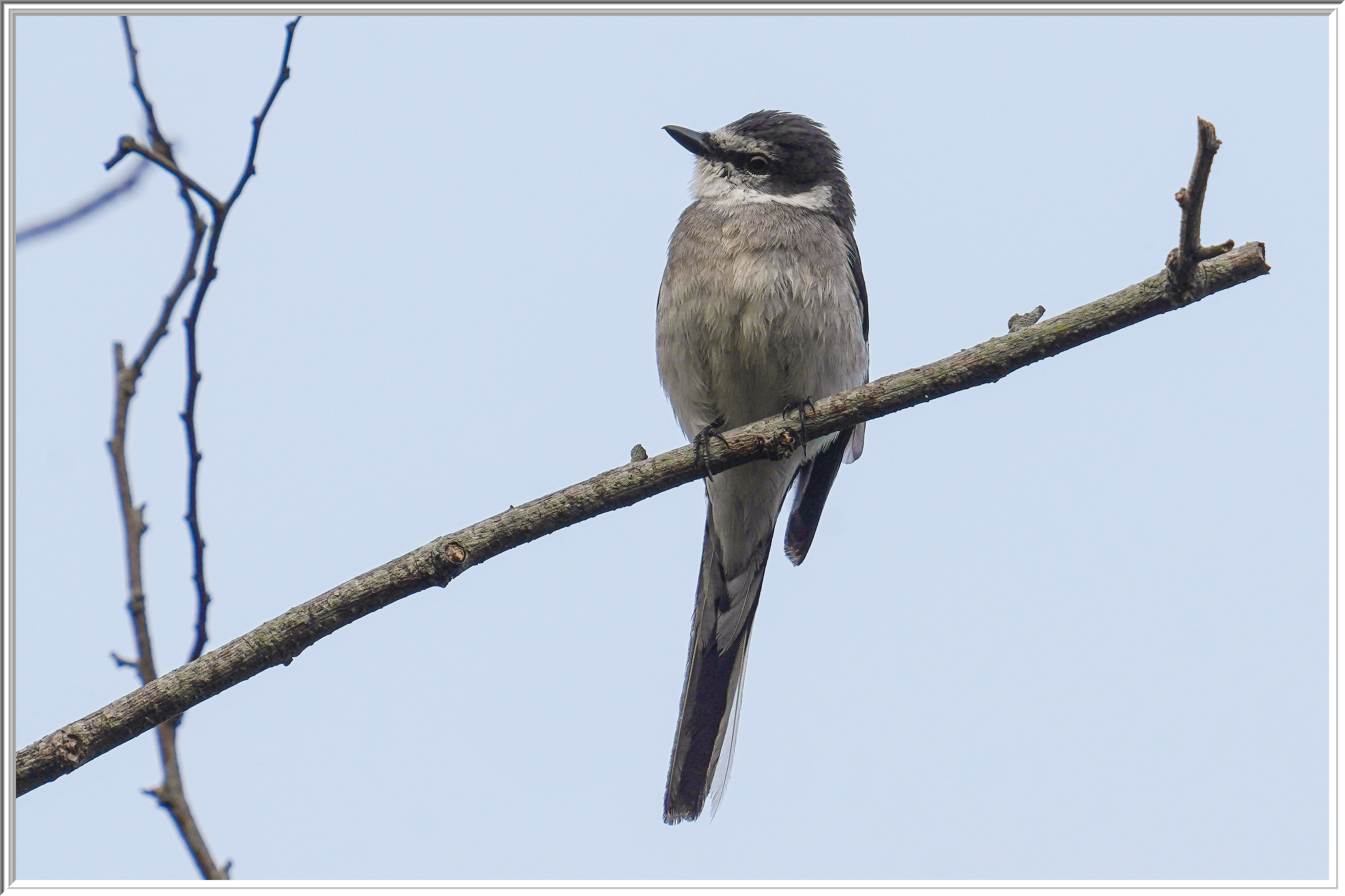 琉球山椒 (Ryukyu Minivet) - 5.jpg