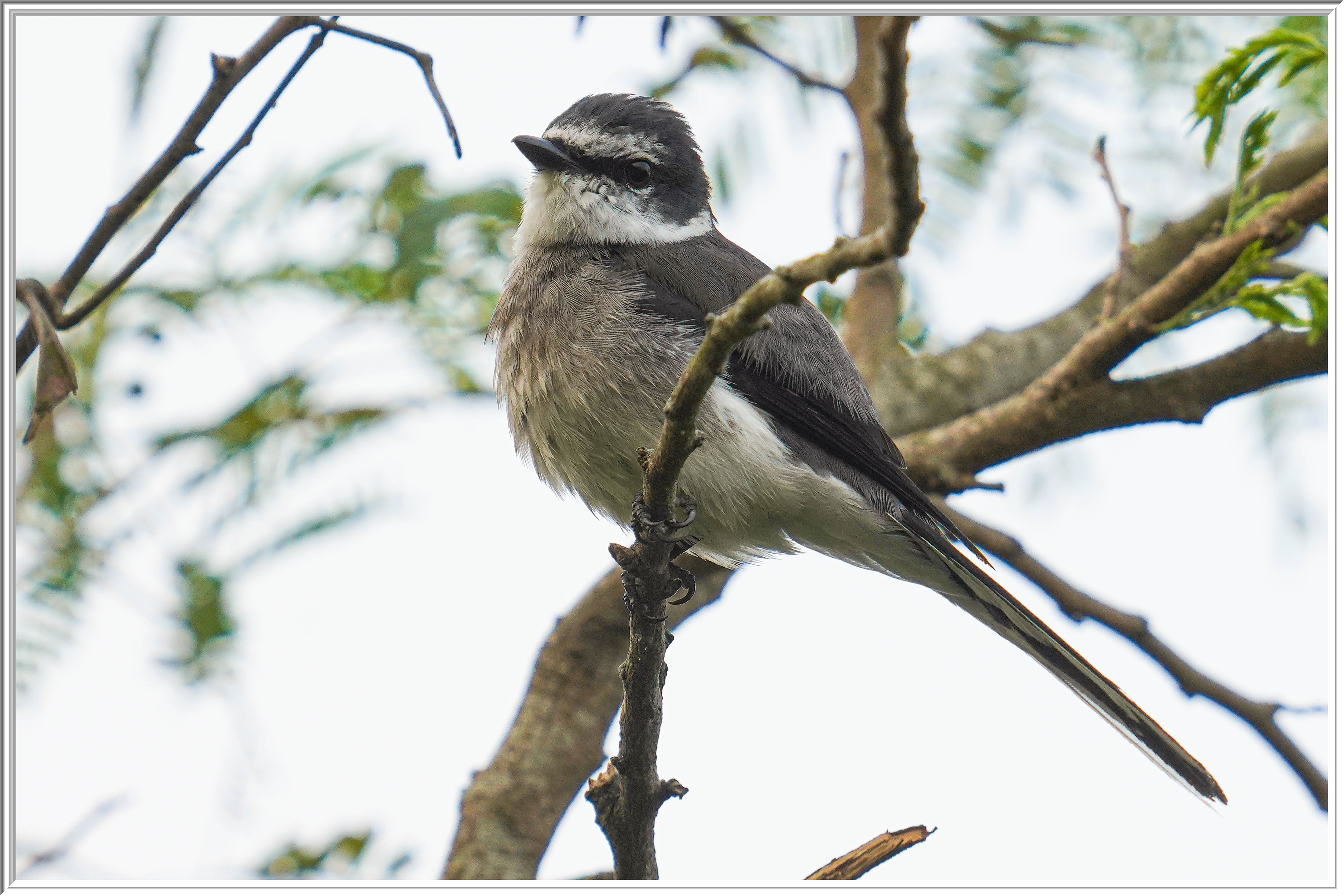 琉球山椒 (Ryukyu Minivet) - 3.jpg