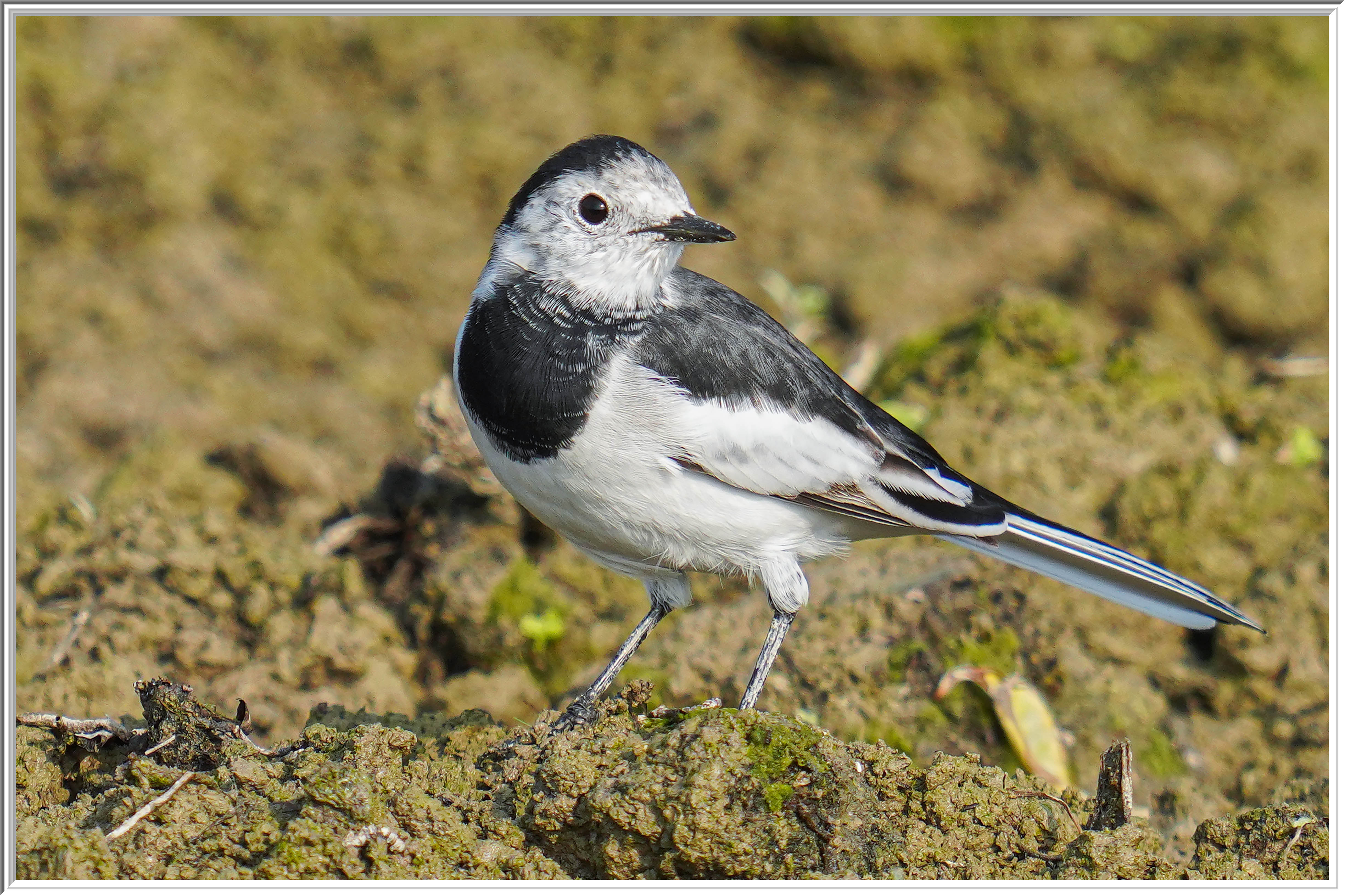 白鶺鴒 (White Wagtail) - 1.jpg