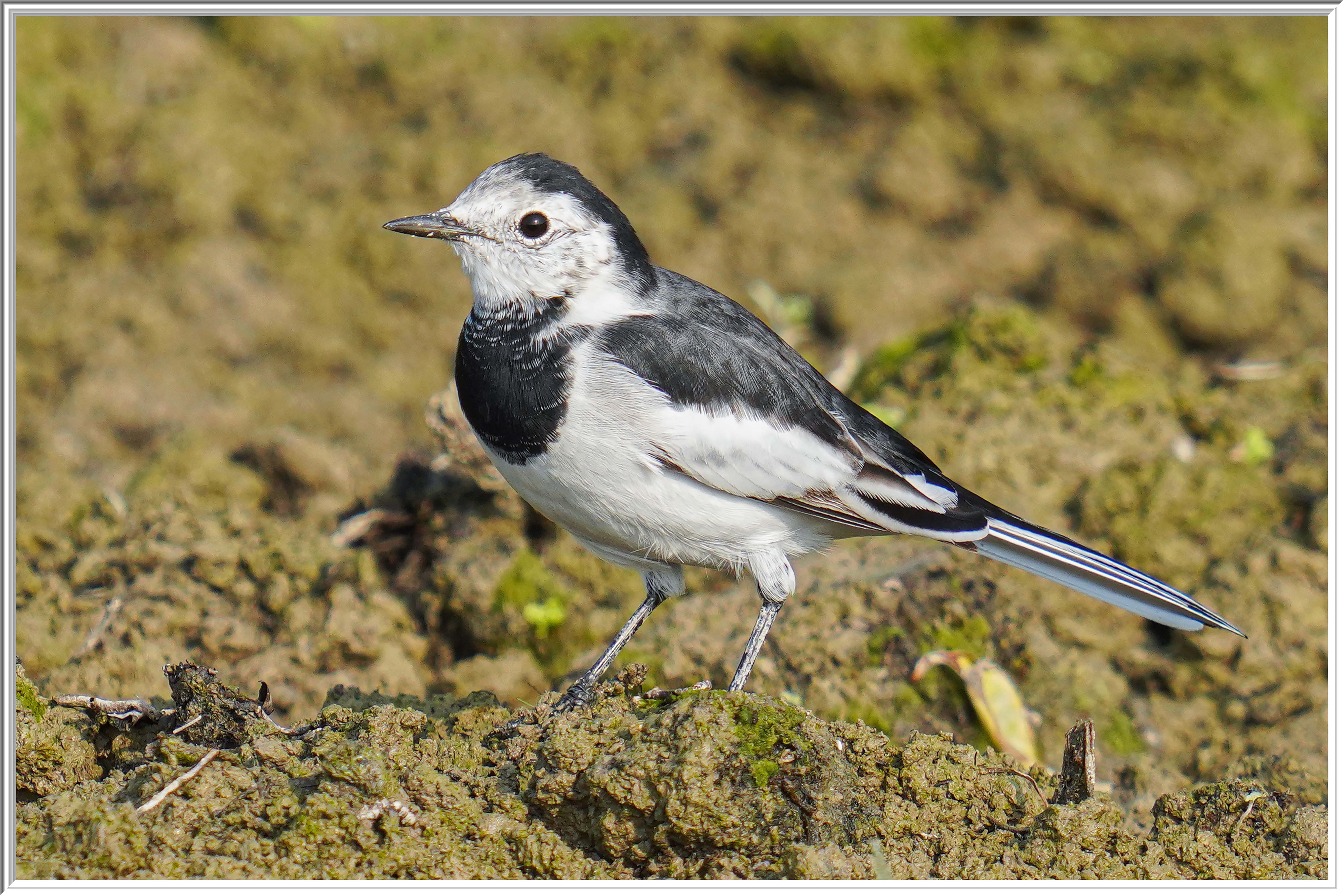 白鶺鴒 (White Wagtail) -3.jpg