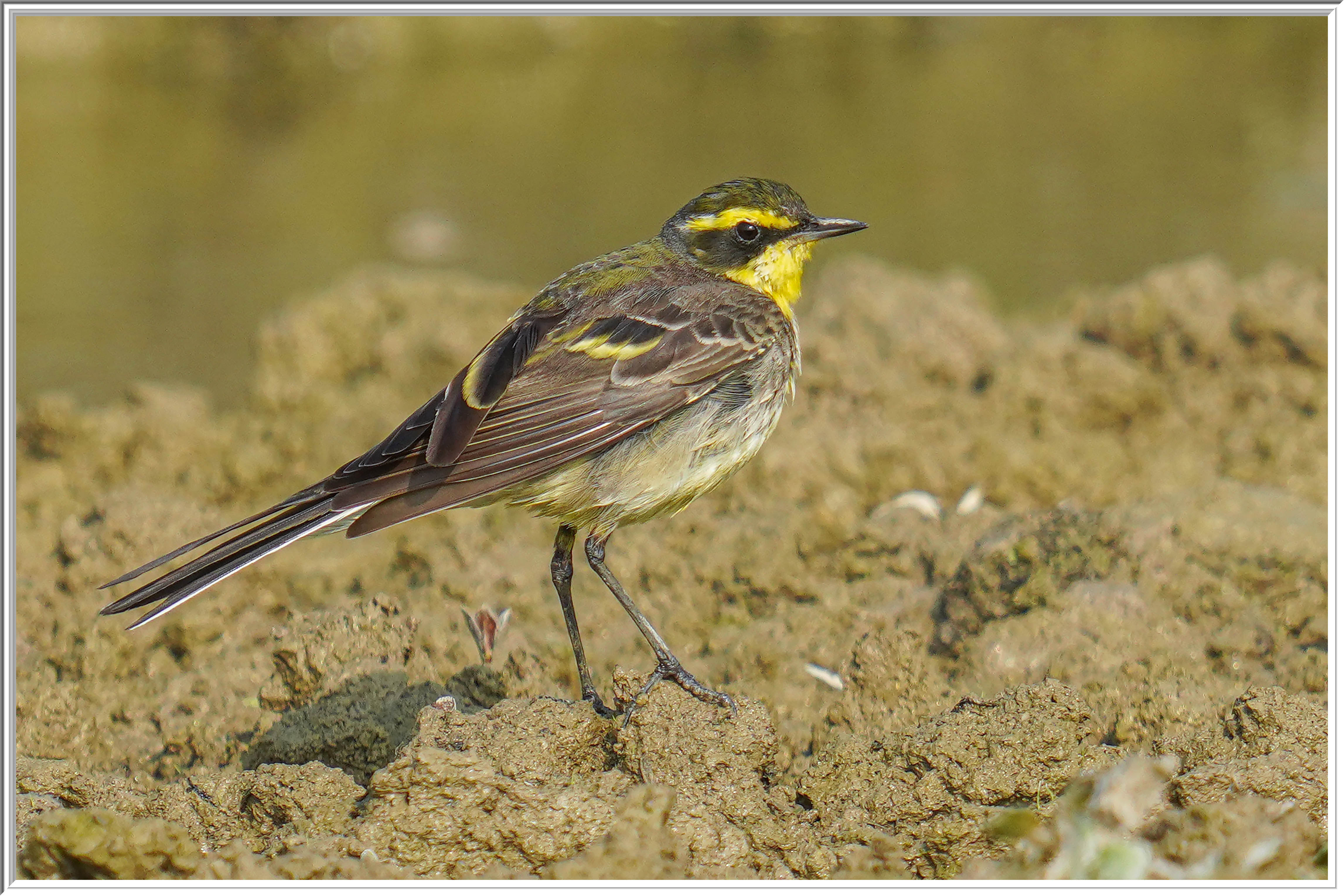 東黃鶺鴒 (Eastern Yellow Wagtail) - 2.jpg