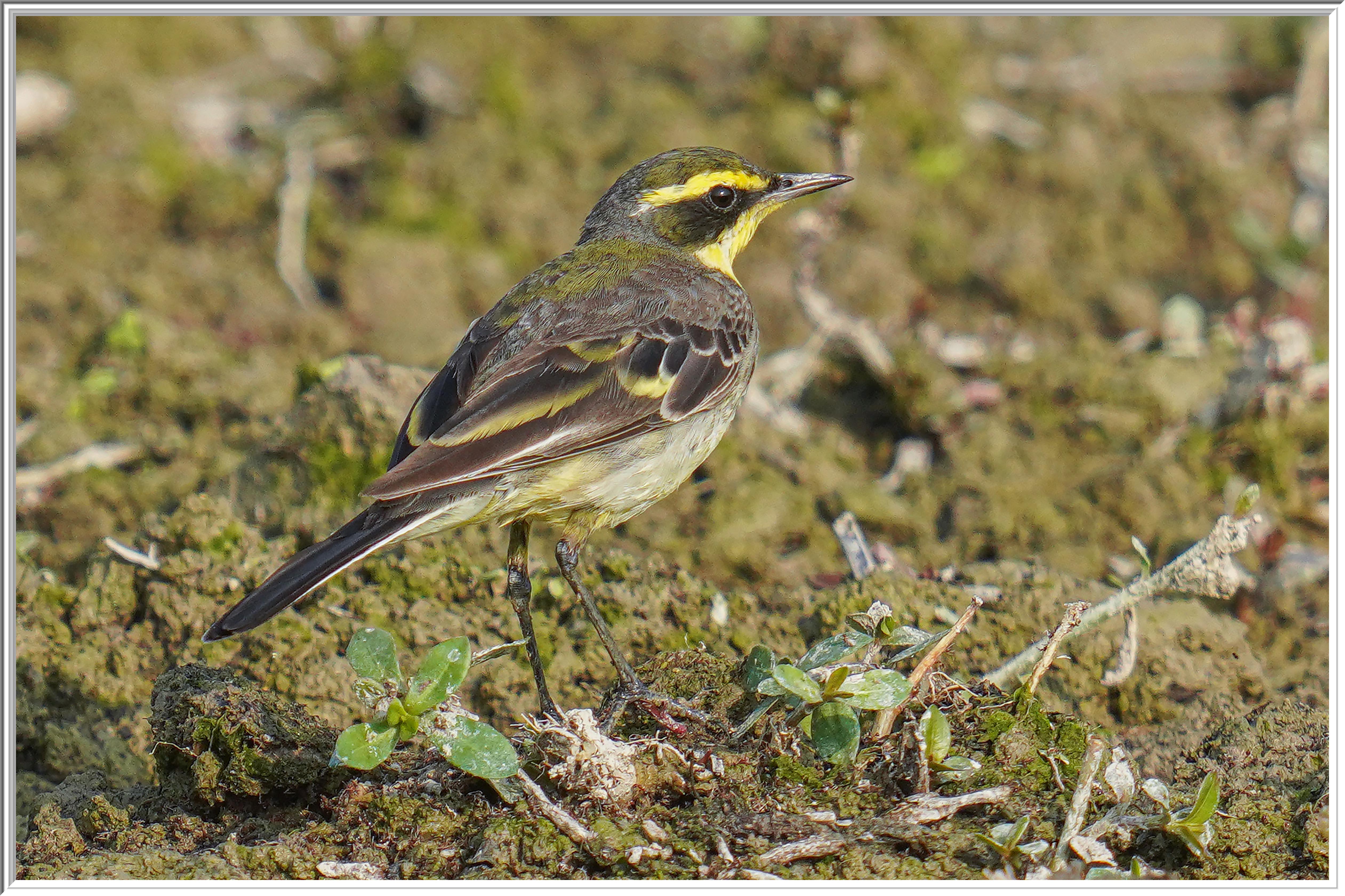 東黃鶺鴒 (Eastern Yellow Wagtail) - 3.jpg