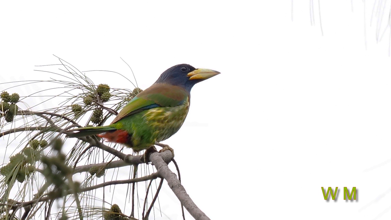 GreatBarbet1.jpg